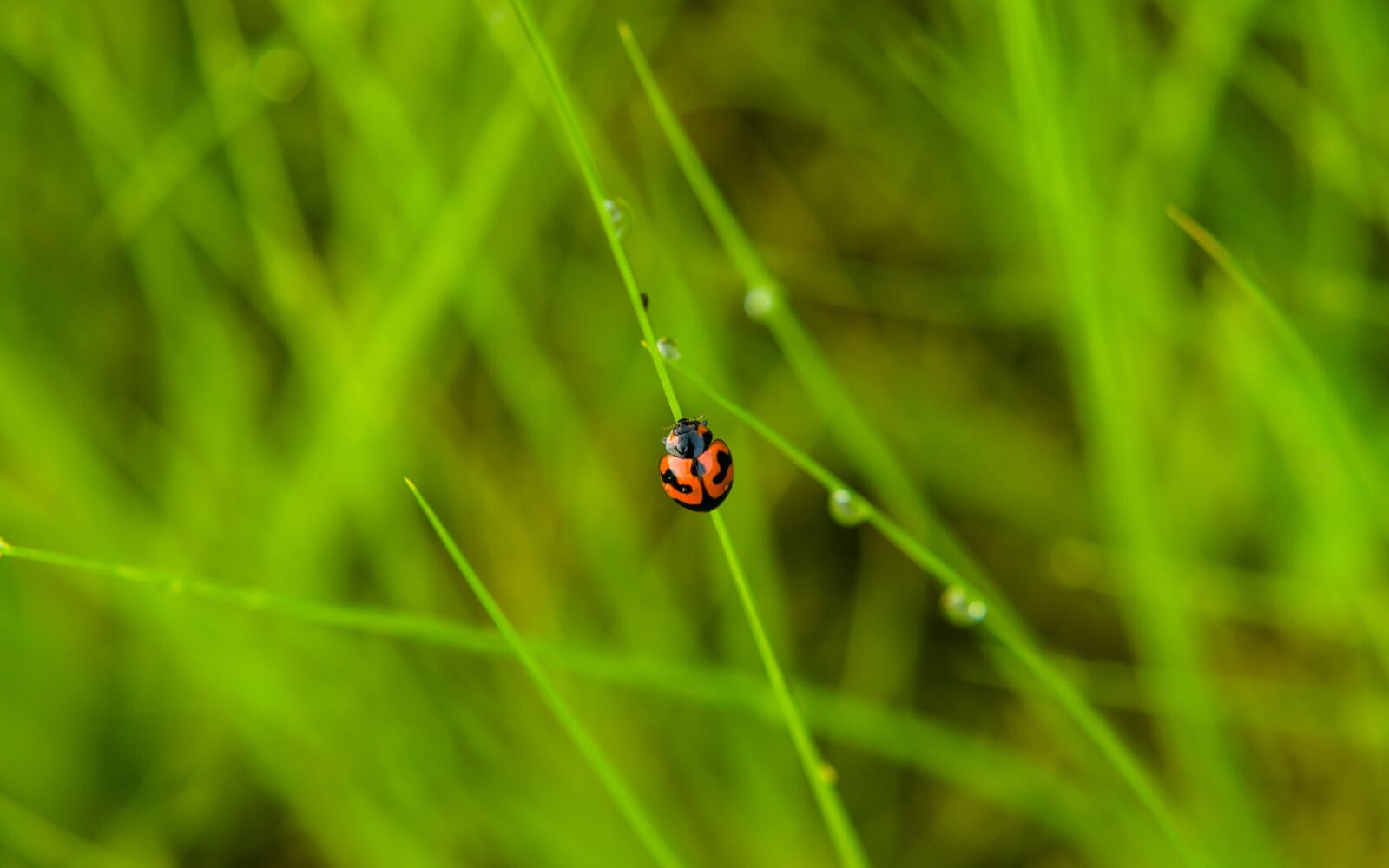 Nikon D7000 sample photo. Insect, grass, nature photography
