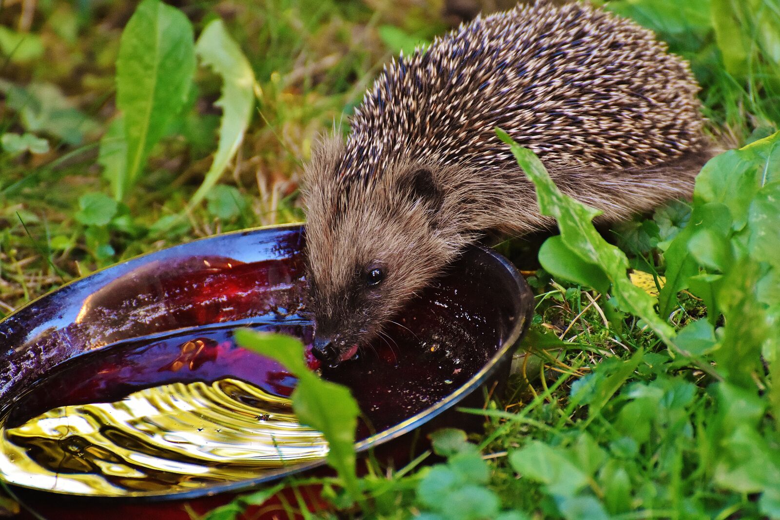 Nikon D7200 sample photo. Hedgehog child, young hedgehog photography