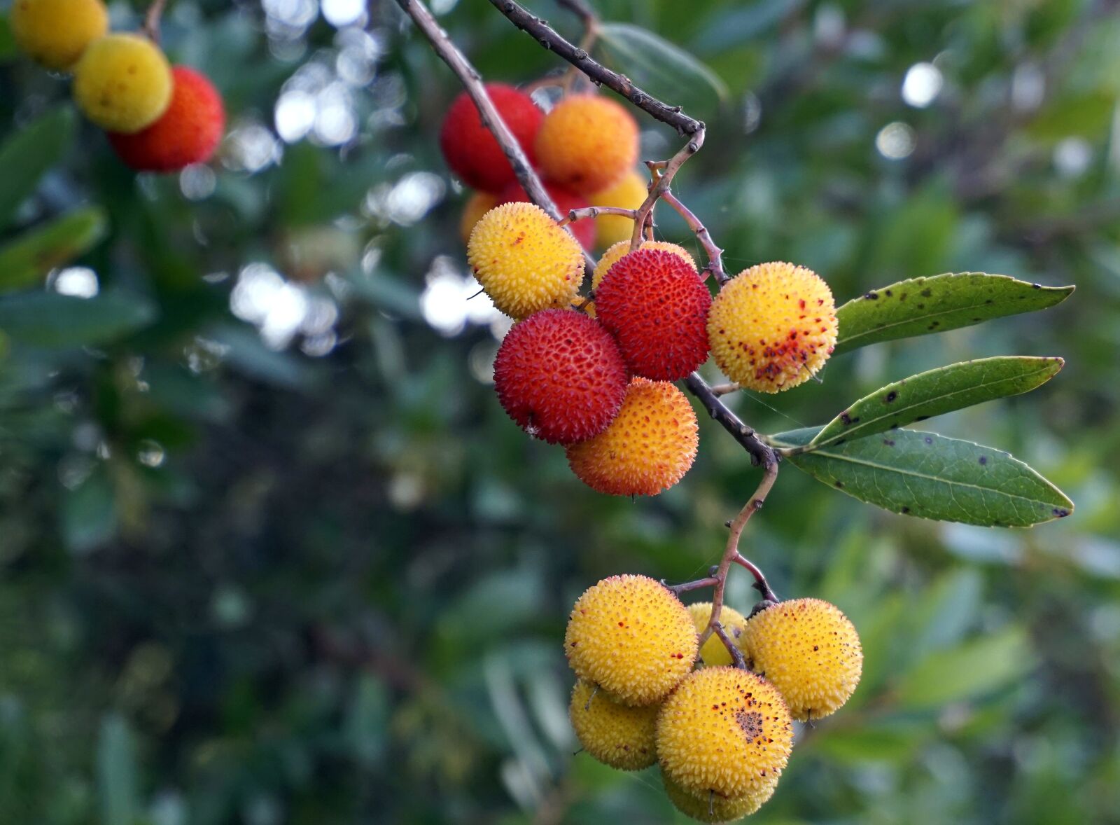 Sony E 16-50mm F3.5-5.6 PZ OSS sample photo. Fruits, wild, berries photography