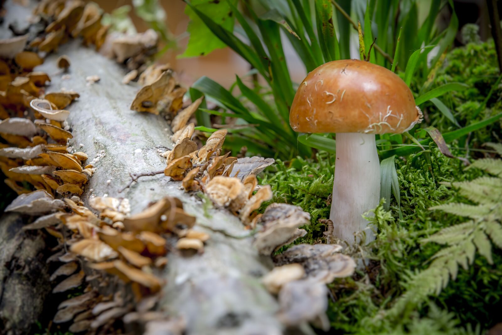 Canon EOS 6D sample photo. Mushroom, russula, butterfly turkey photography
