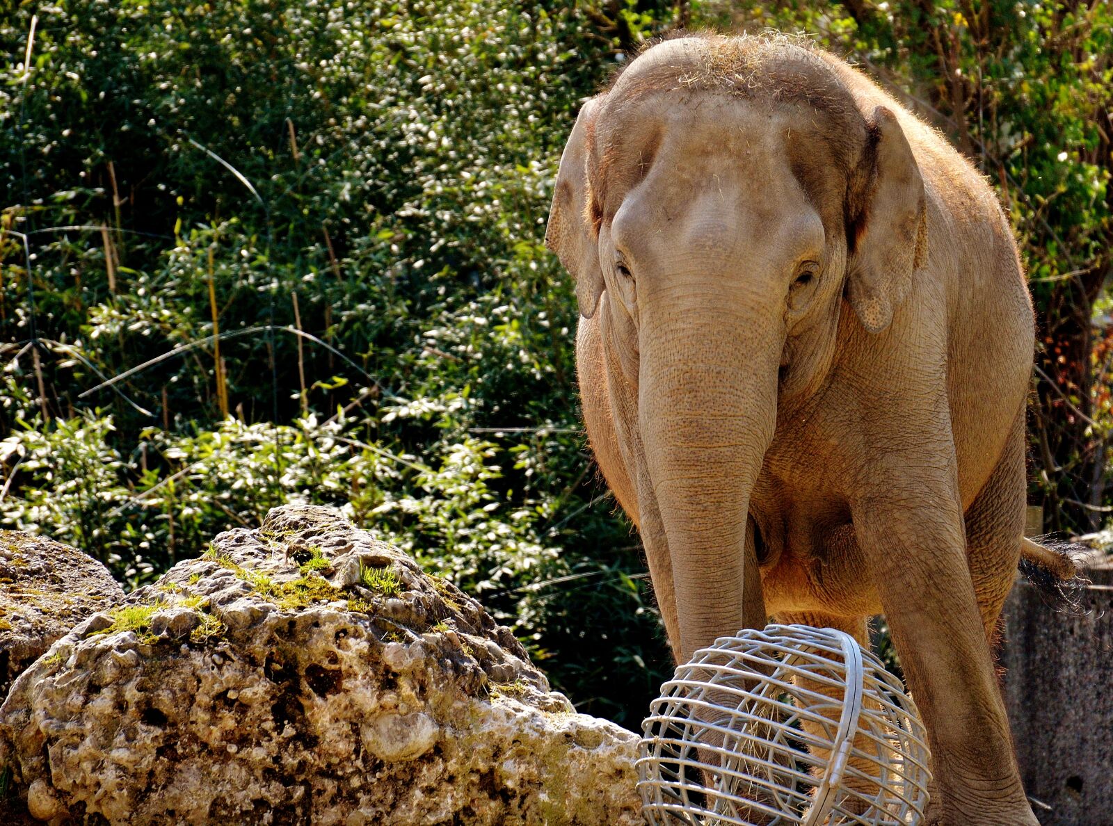 Nikon D3200 sample photo. Elephant, pachyderm, animal photography