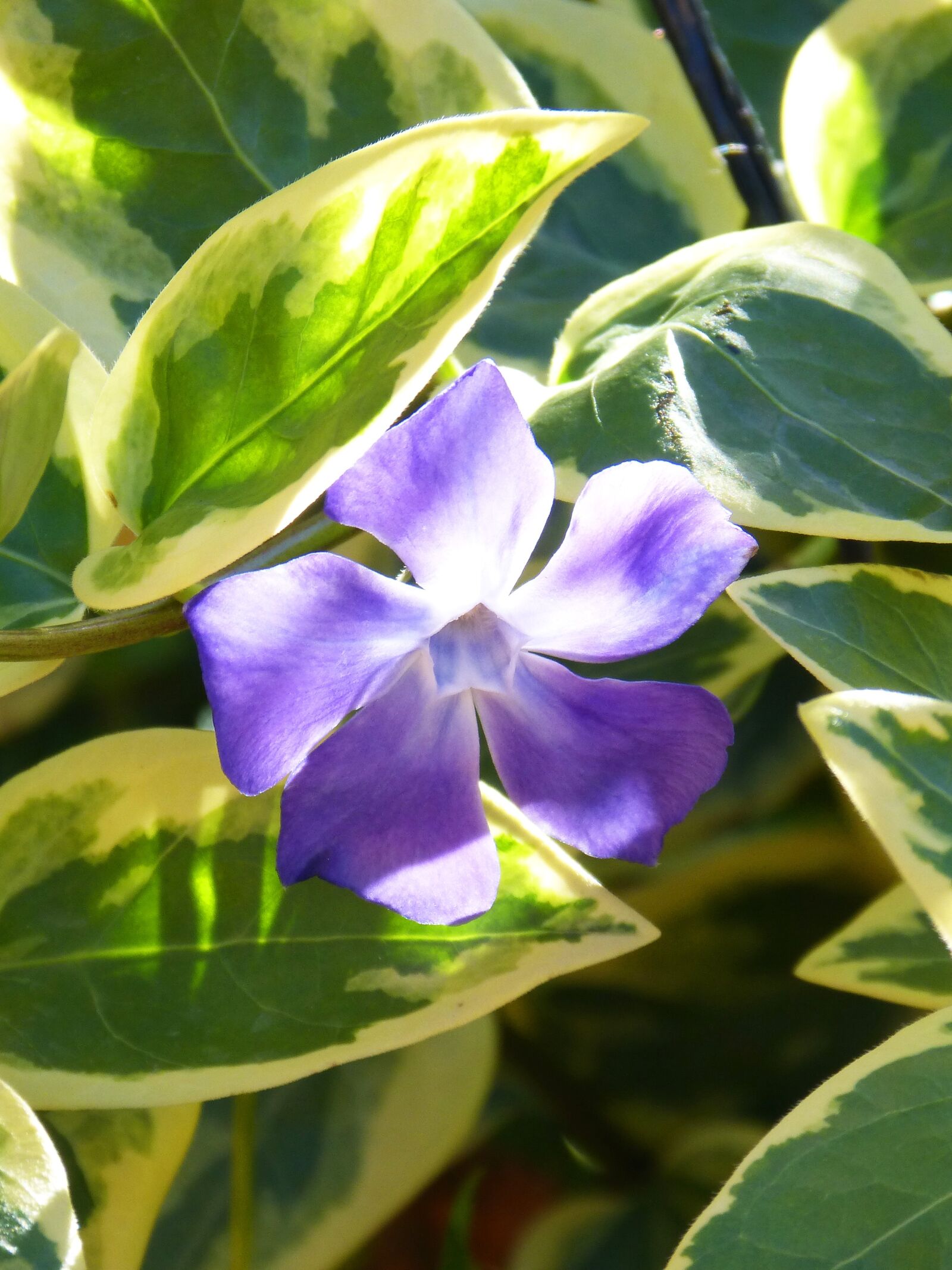 Panasonic DMC-FZ62 sample photo. Flower, lilac, leaves photography