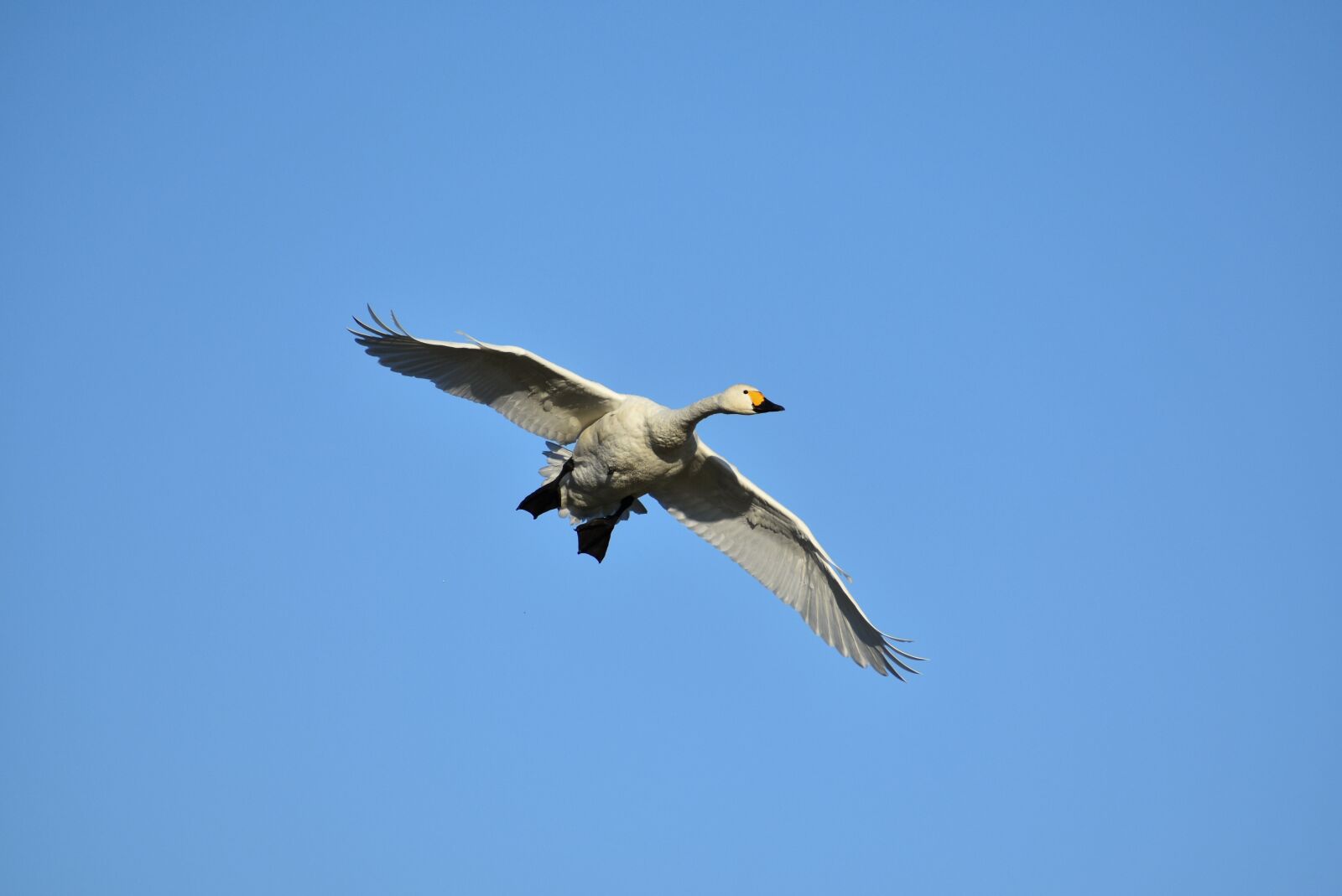 Nikon D7200 sample photo. Animal, sky, morning photography