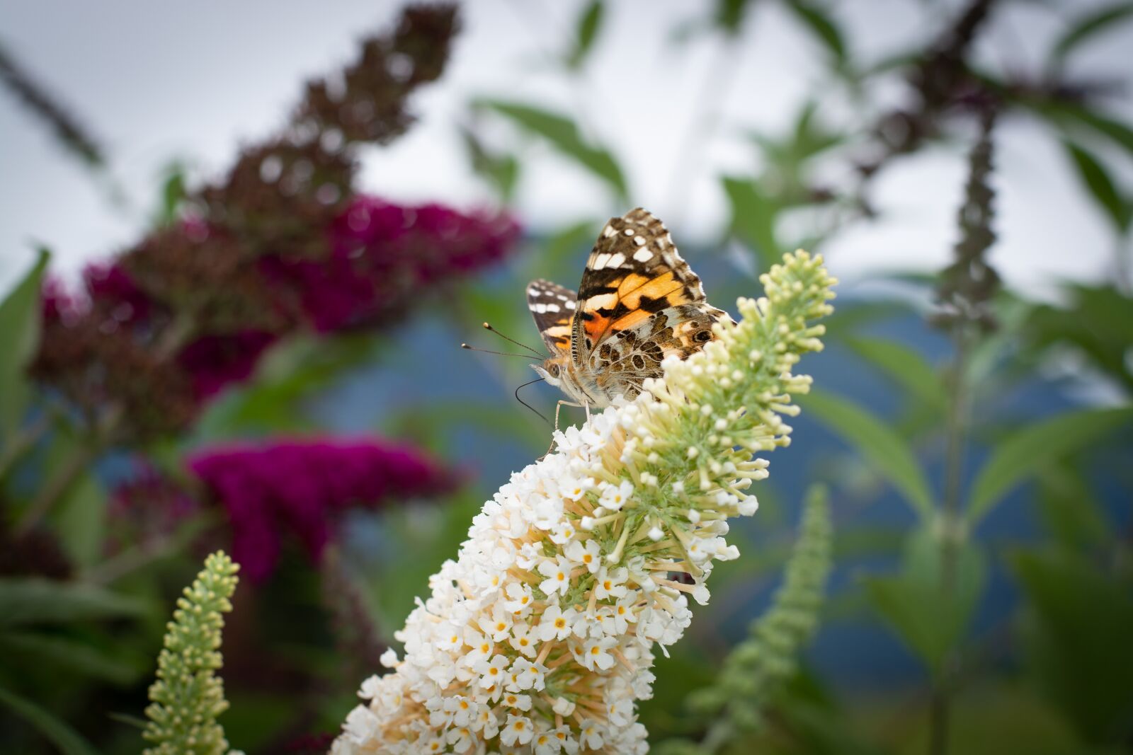 Nikon D7100 sample photo. Butterfly, lilac, summer lilac photography