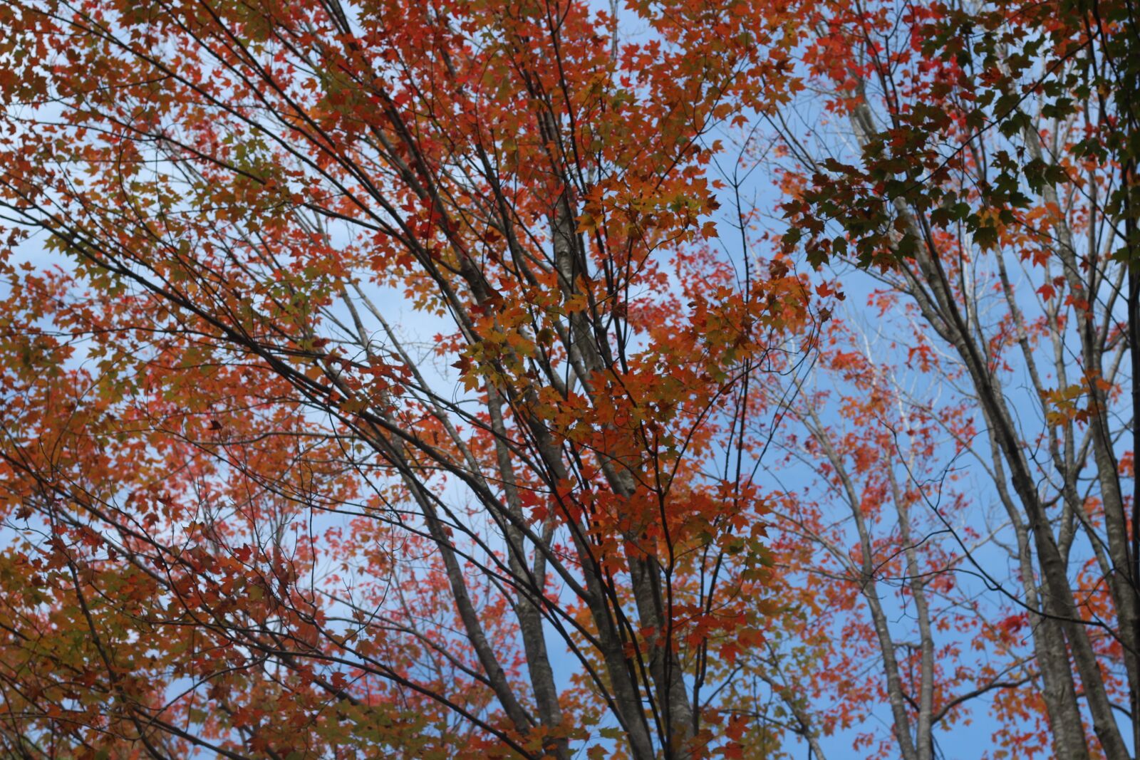 Canon EF 50mm F1.8 STM sample photo. Fall, colors, red photography