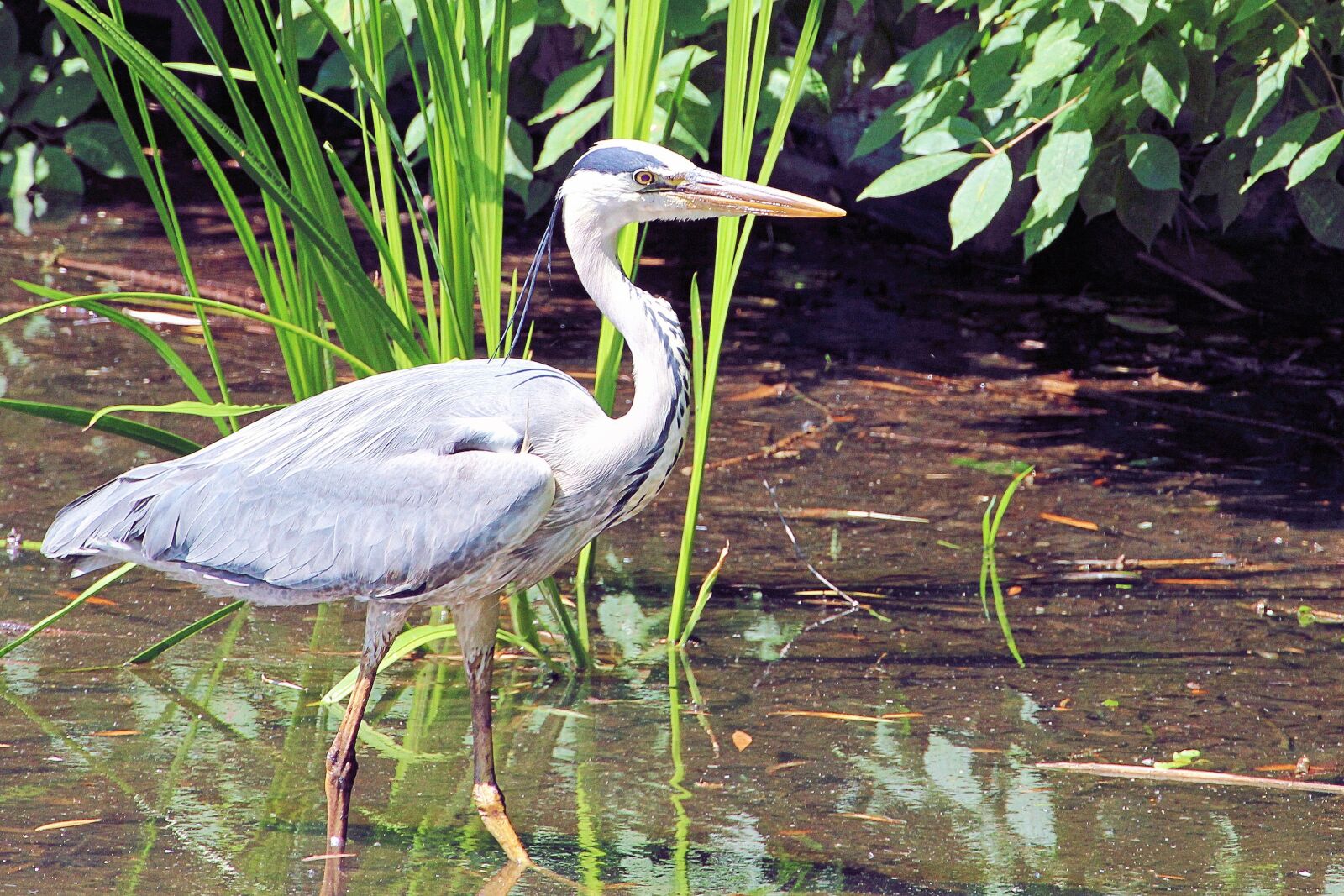 Canon EOS 600D (Rebel EOS T3i / EOS Kiss X5) sample photo. Grey heron, heron, eastern photography