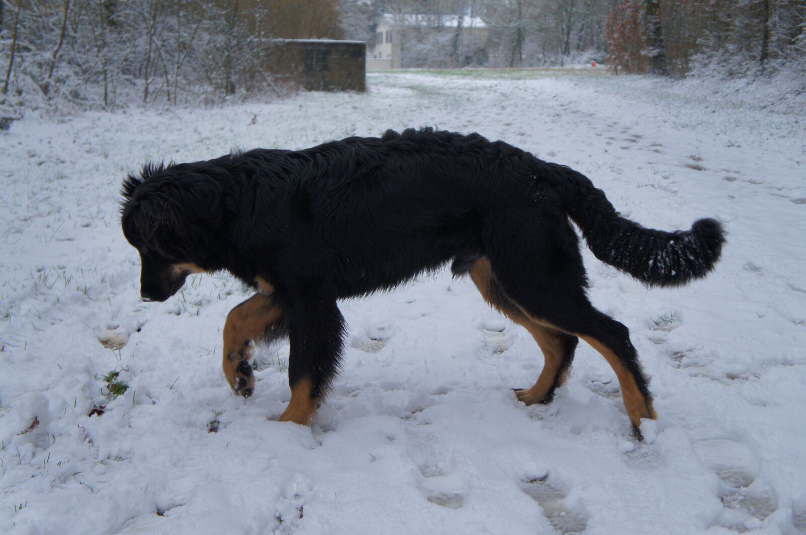 Sony Alpha NEX-C3 sample photo. Dog, snow, winter photography