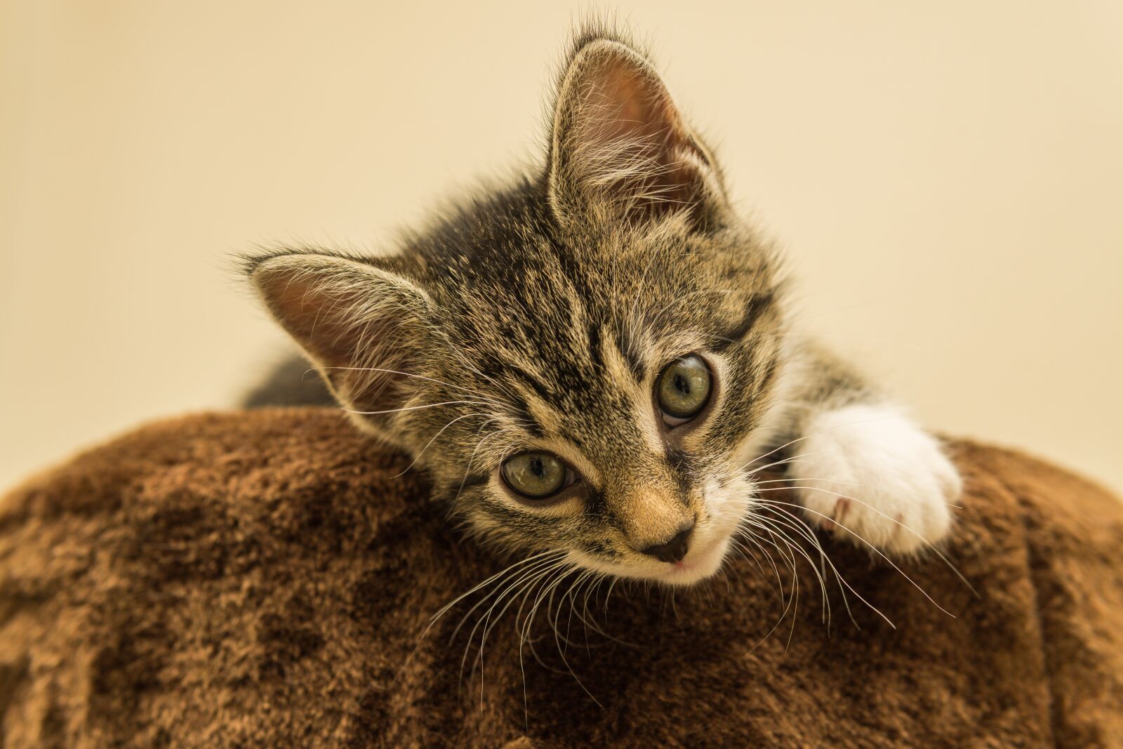 30mm F1.4 DC DN | Contemporary 016 sample photo. Cat, small, mackerel photography