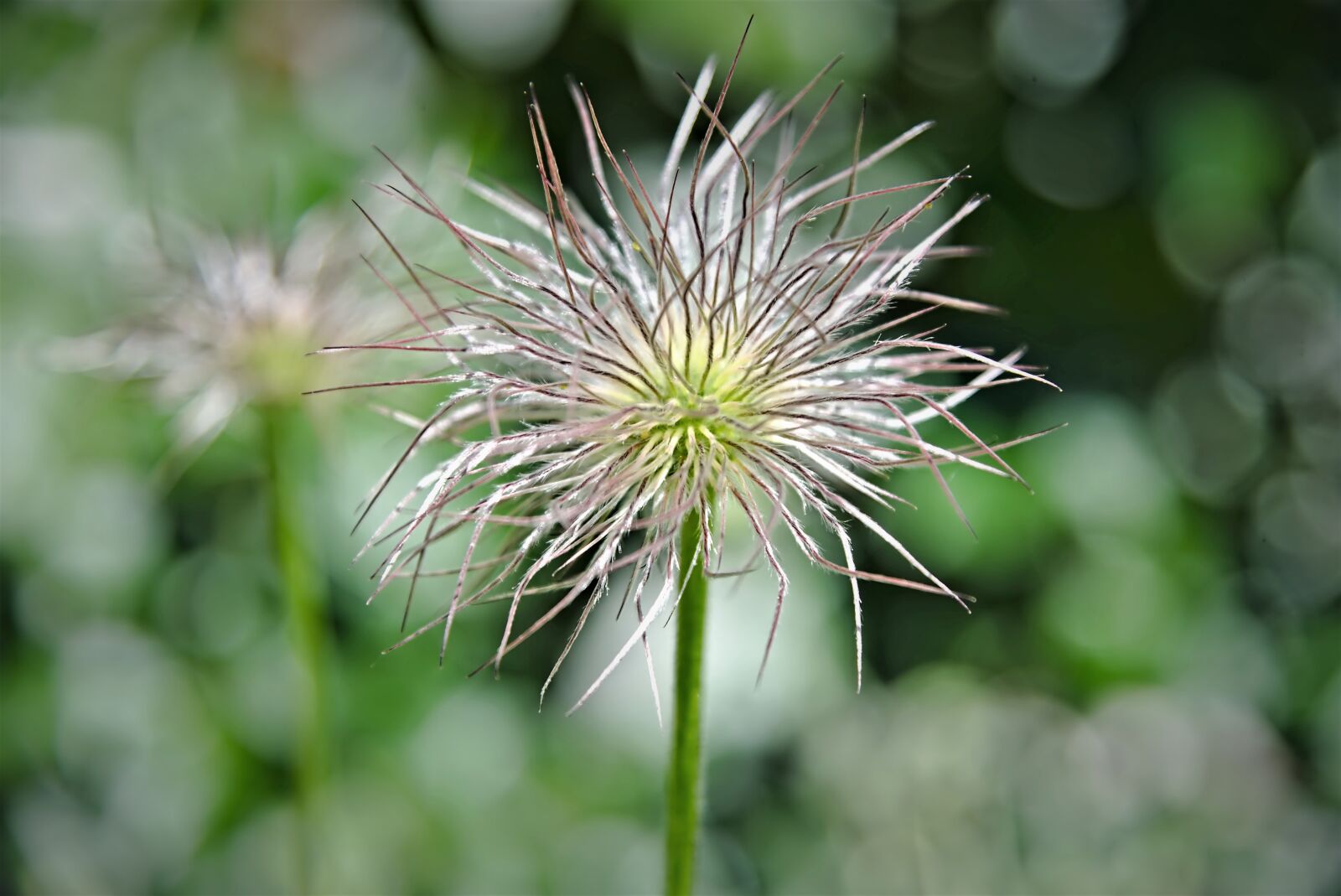 Nikon D750 sample photo. Pasqueflower, faded, pointed flower photography