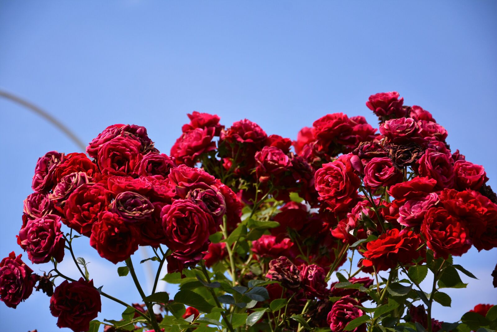 Nikon D7100 sample photo. Flower, plant, rose photography