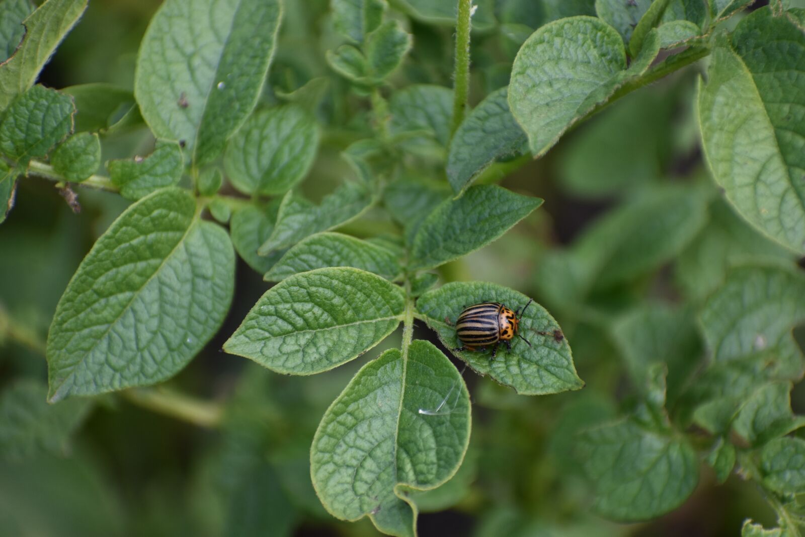 Nikon D3400 sample photo. Colorado, beetle, pest photography