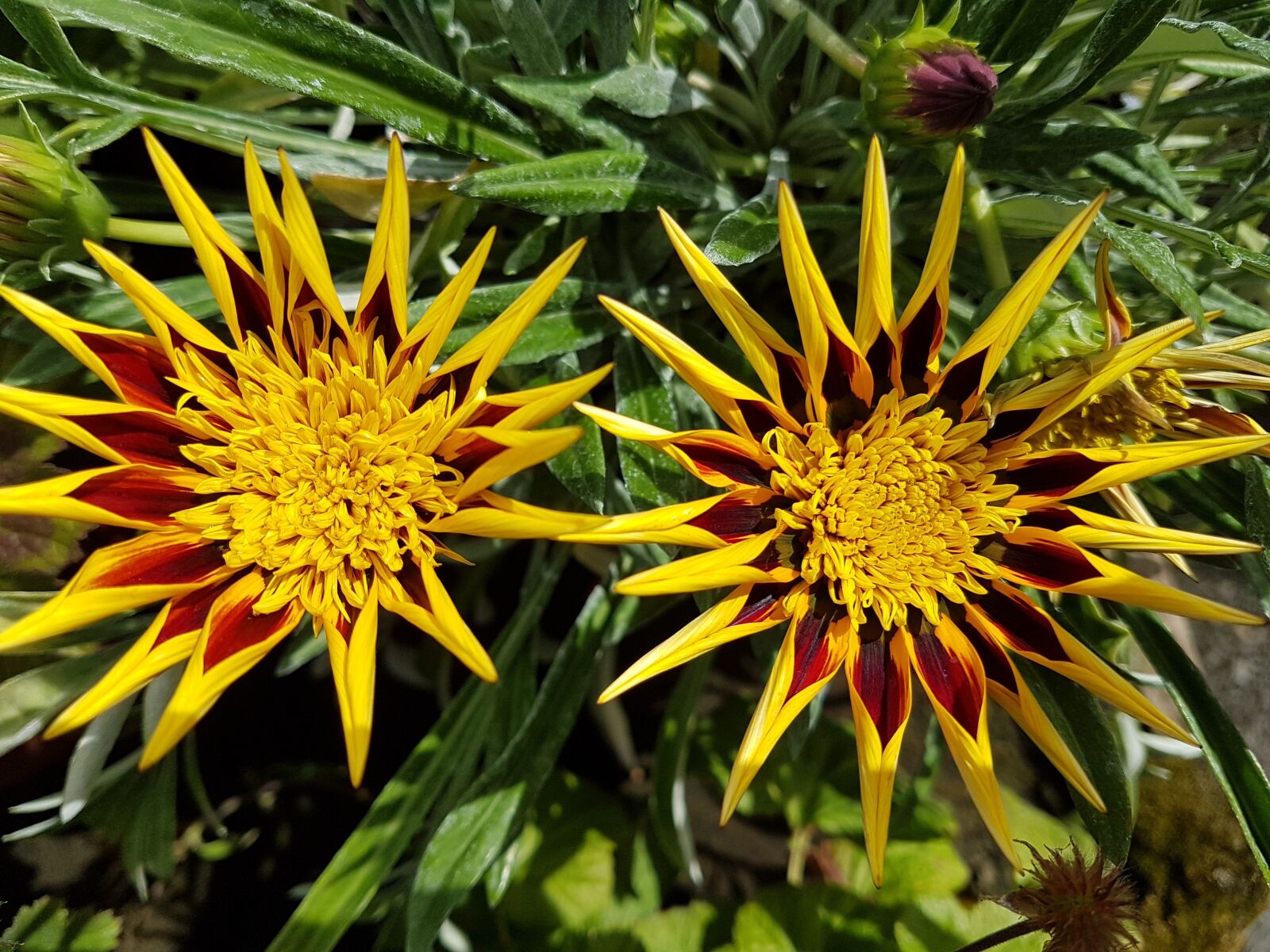 Samsung Galaxy S7 Edge sample photo. Flowers, summer, bloom photography