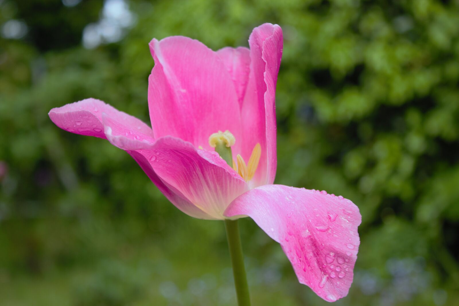 Canon EOS 600D (Rebel EOS T3i / EOS Kiss X5) sample photo. Tulip, flower, spring photography