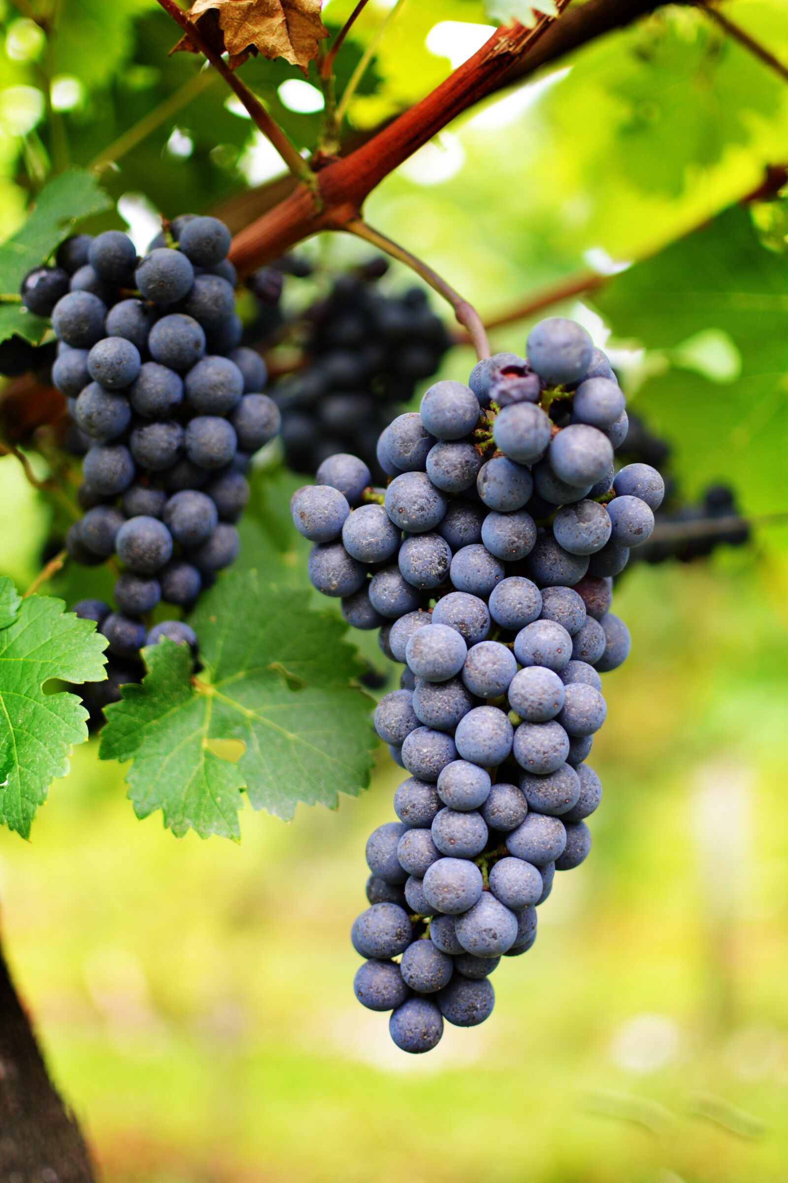 Nikon D5200 sample photo. Wine, uva, vineyard photography