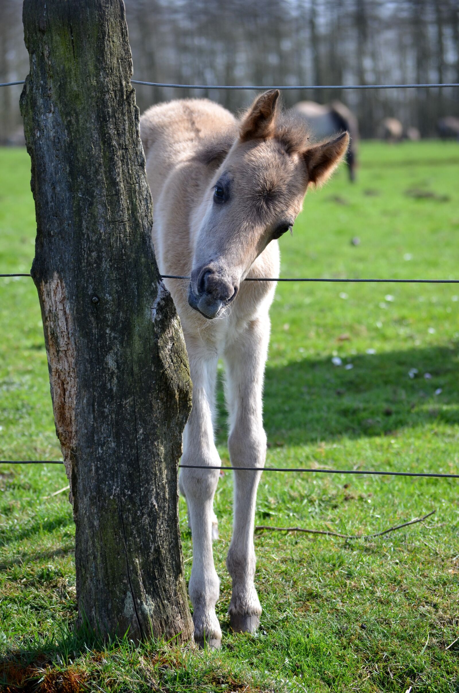 Nikon D5100 sample photo. Wild horse, foal, d photography