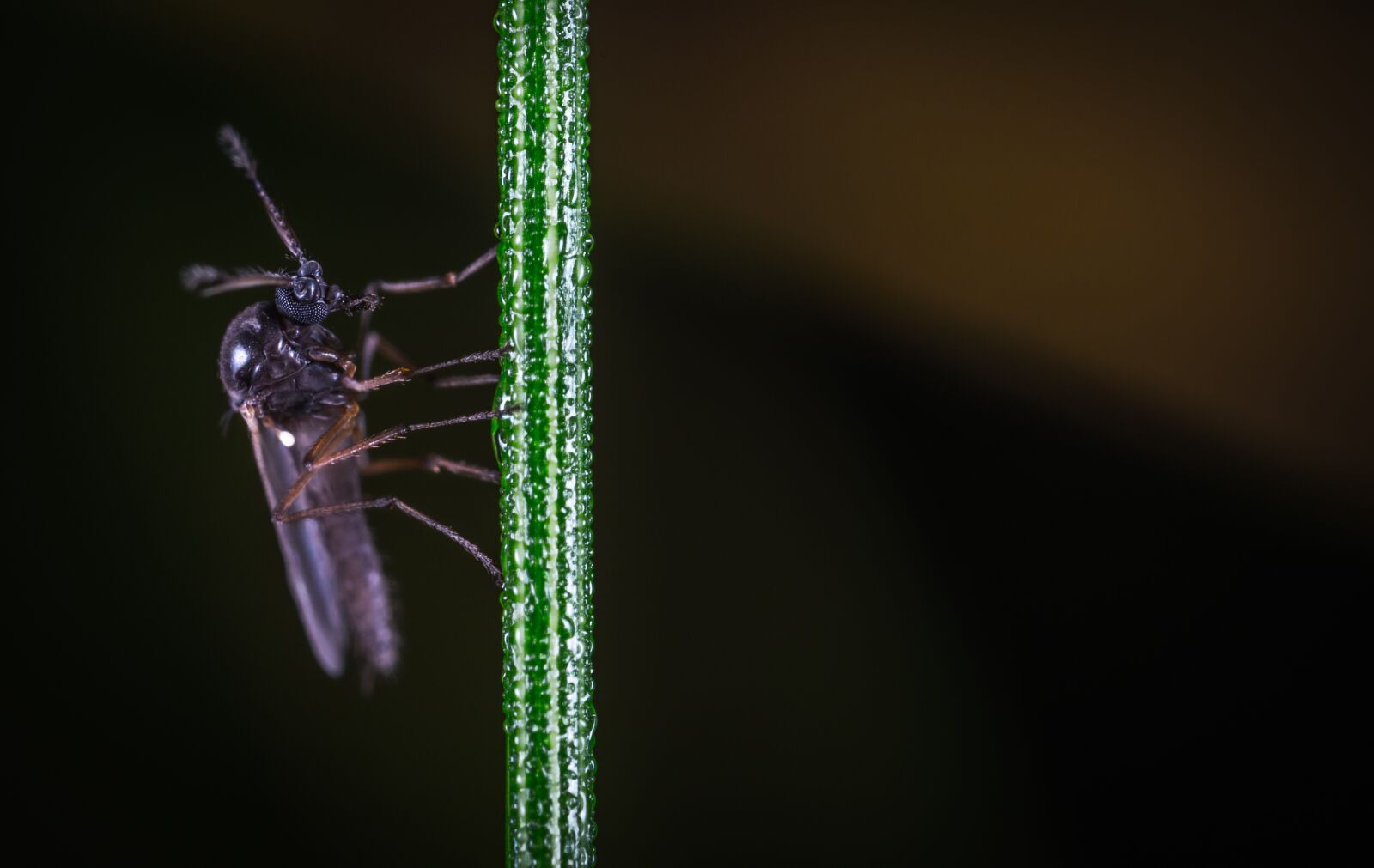 #124 65/2.8 sample photo. Insect, nature, no one photography
