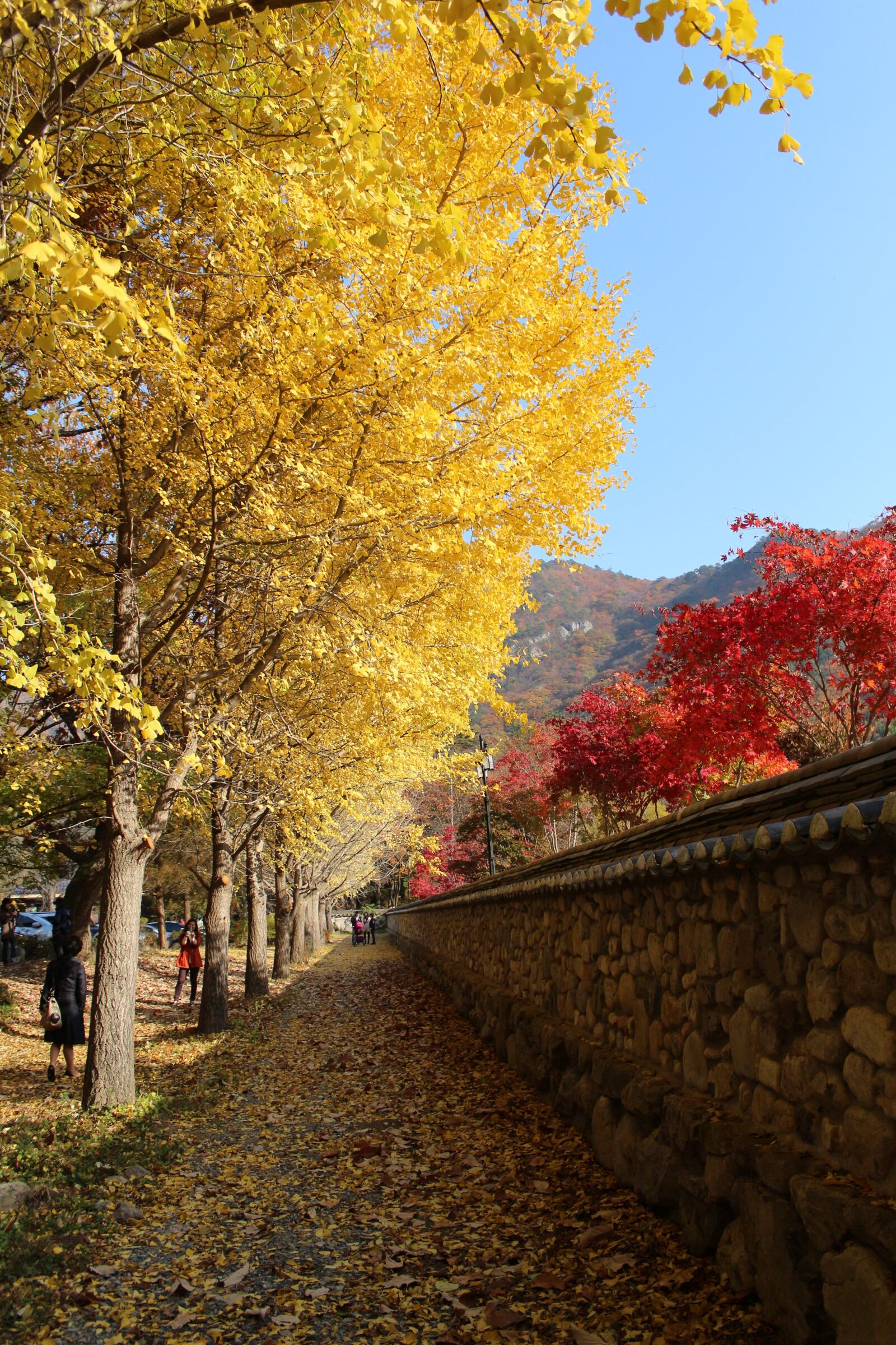 Canon EOS 650D (EOS Rebel T4i / EOS Kiss X6i) sample photo. South korea, mir yang photography
