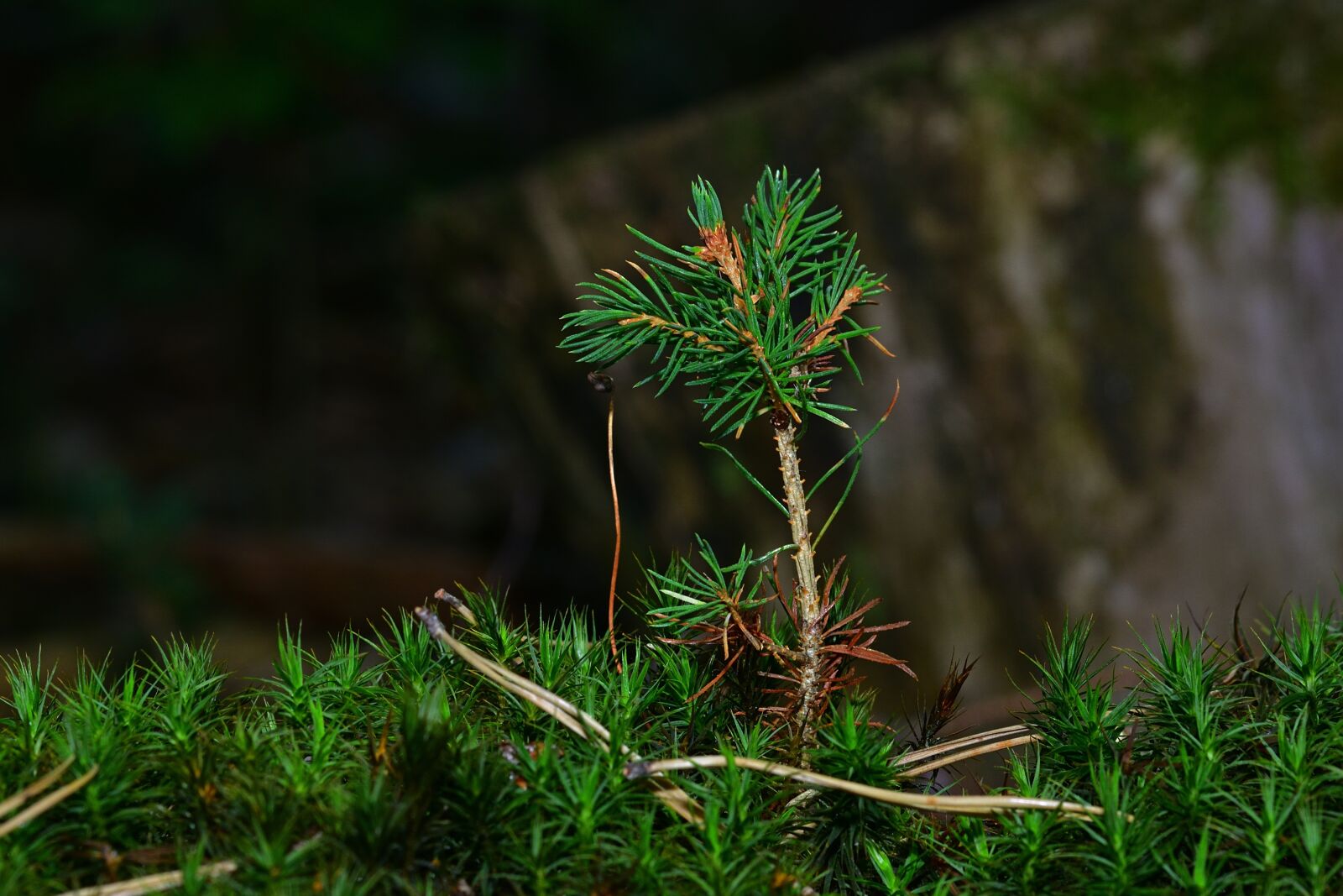 Nikon D5200 sample photo. Forest, nature, conifer photography