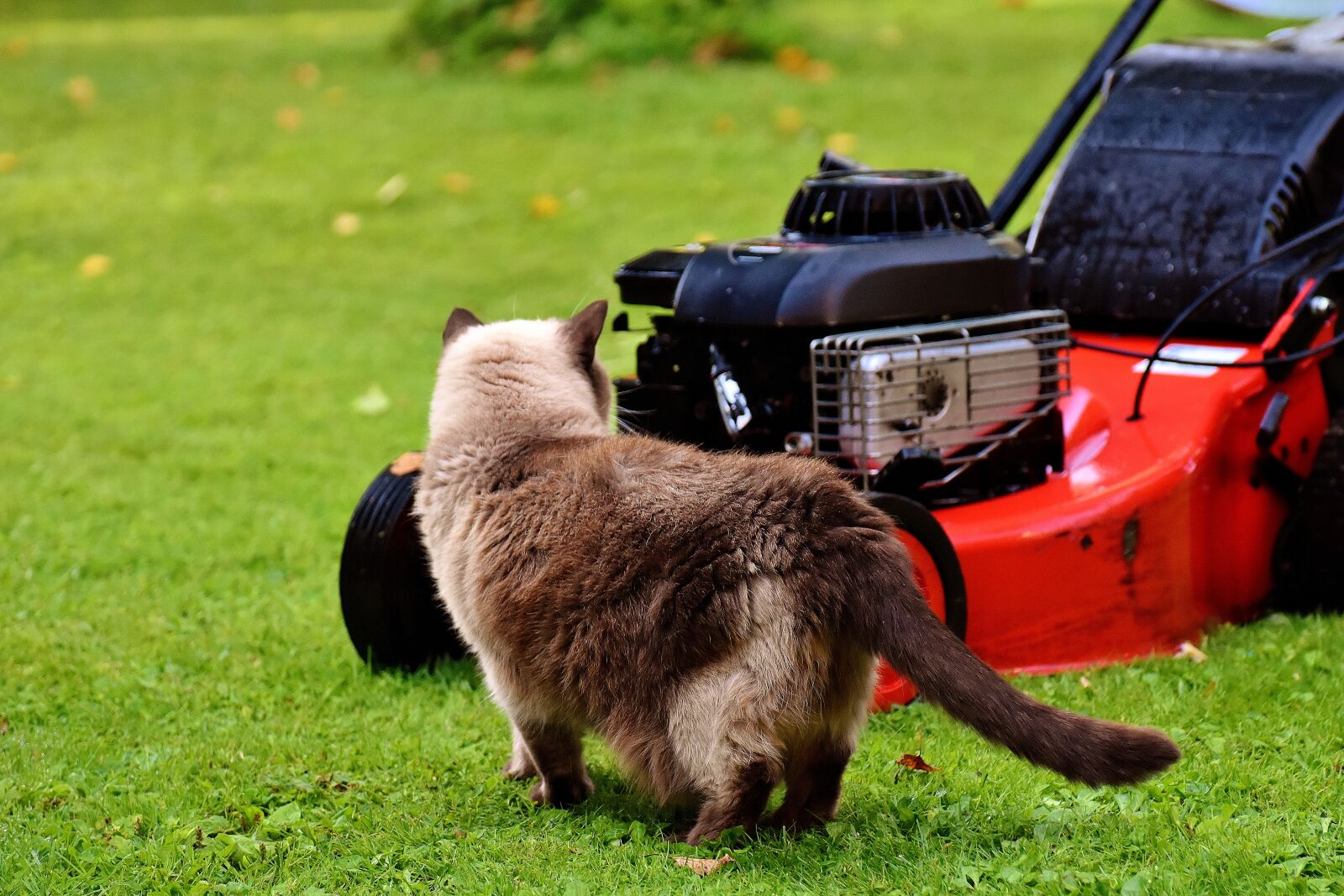 Nikon D7200 sample photo. Lawn mower, cat, curious photography
