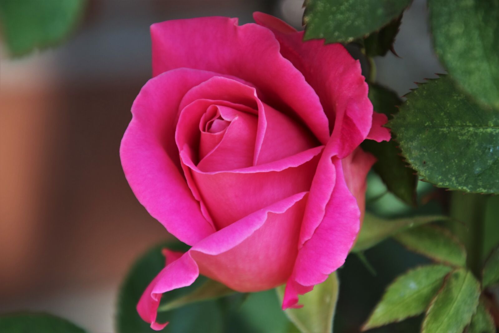Canon EOS 80D sample photo. Pink, rose, romantic photography