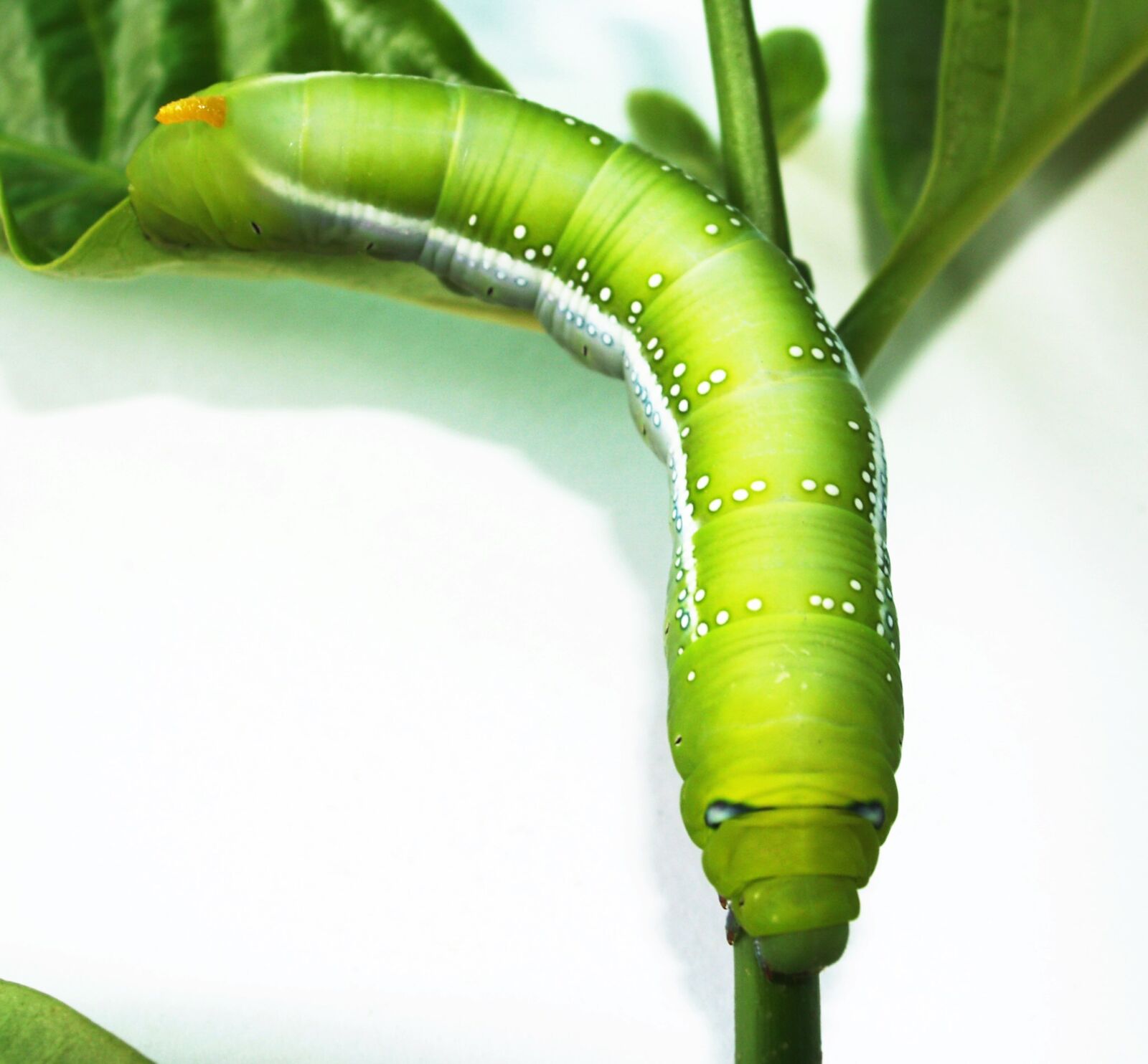 Olympus E-300 (EVOLT E-300) sample photo. Green, caterpillar photography