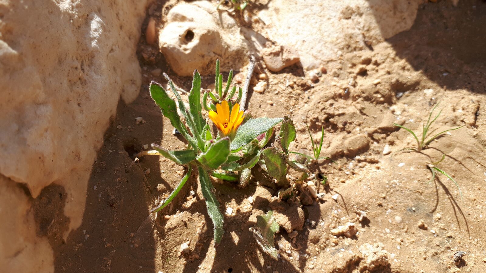 Samsung Galaxy A5(2017) sample photo. Desert, negev, flower photography
