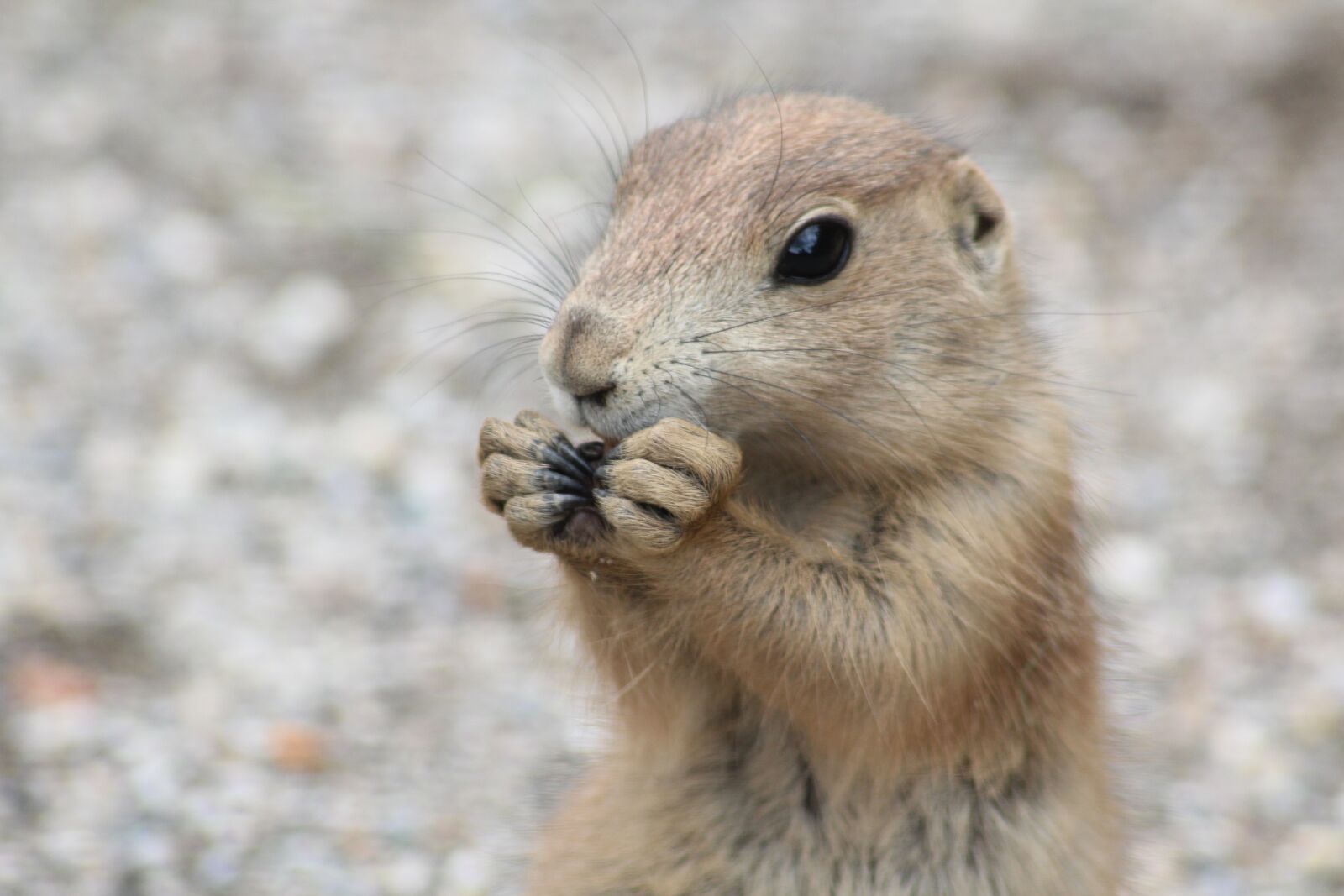 Canon EOS 600D (Rebel EOS T3i / EOS Kiss X5) sample photo. Prairie dog, zoo, animals photography