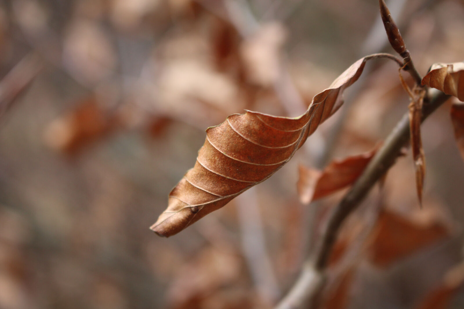 Canon EOS 700D (EOS Rebel T5i / EOS Kiss X7i) sample photo. Autumn, leaf, autumn, mood photography