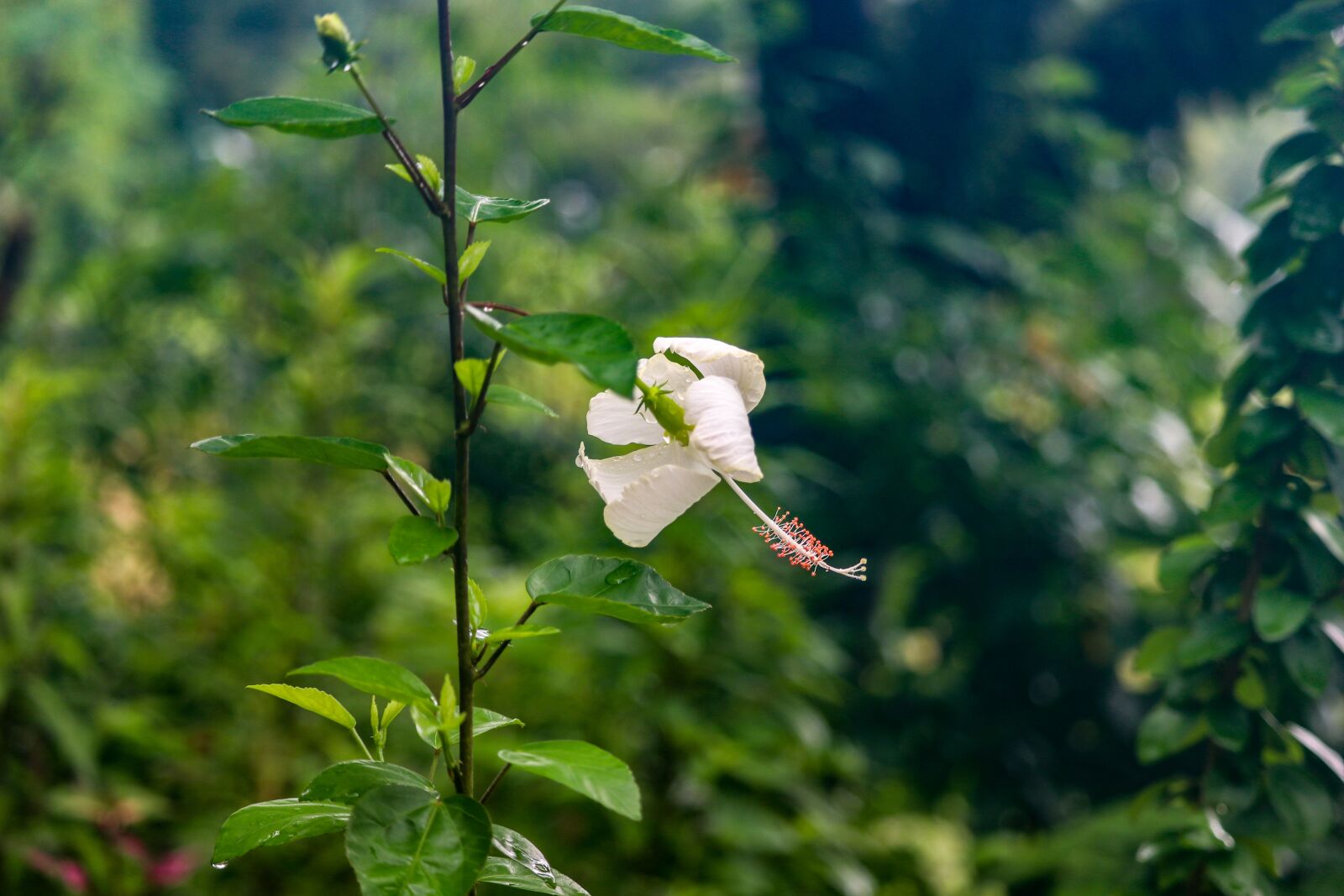 Canon EF-S 55-250mm F4-5.6 IS STM sample photo. China rose, nature, flora photography