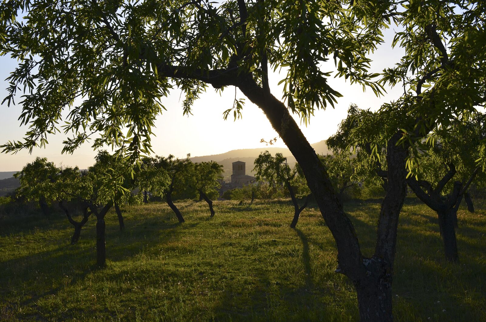 Nikon D7000 sample photo. Trees, nature, landscape photography