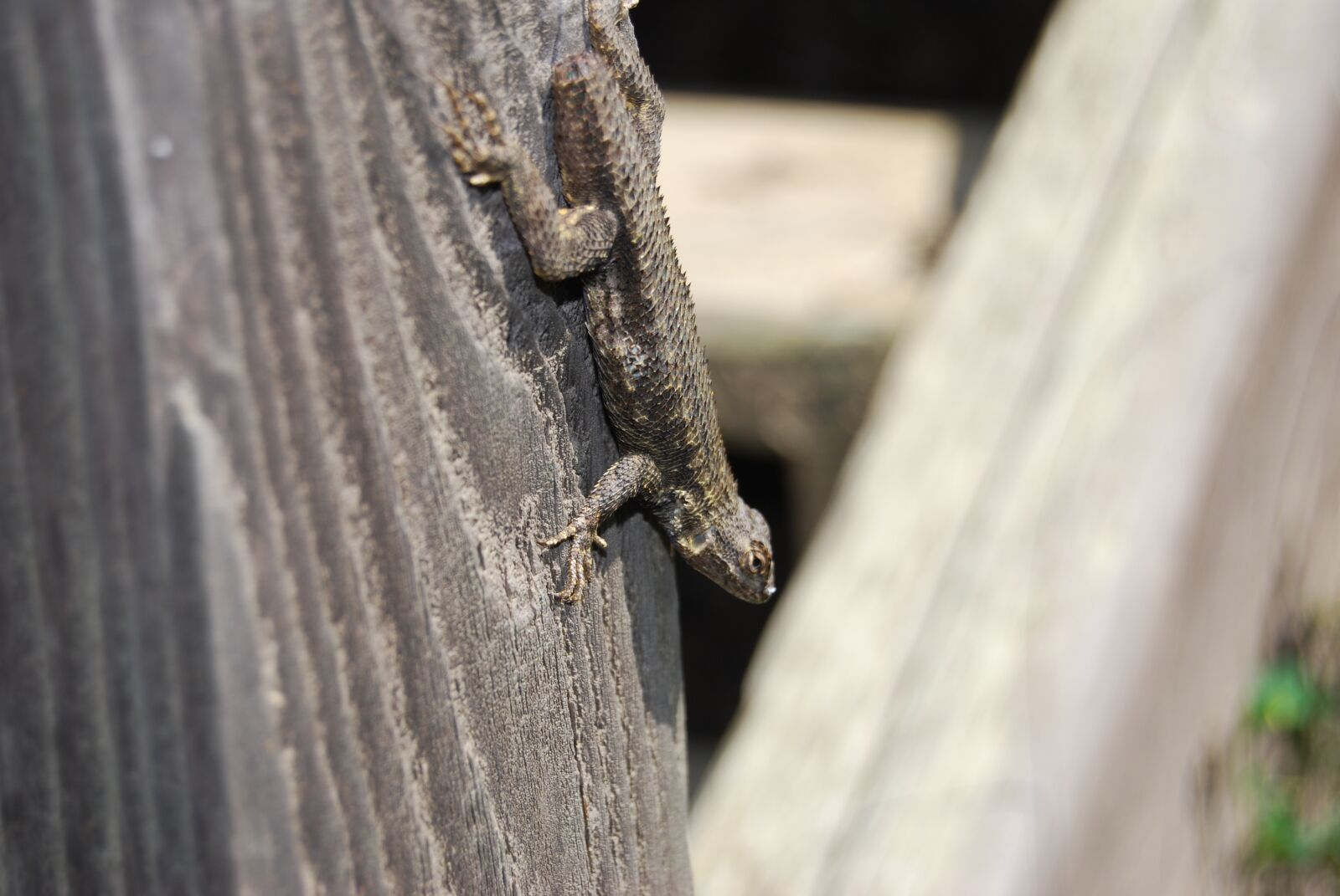 Nikon D40X sample photo. Closeup, lizard, nature photography