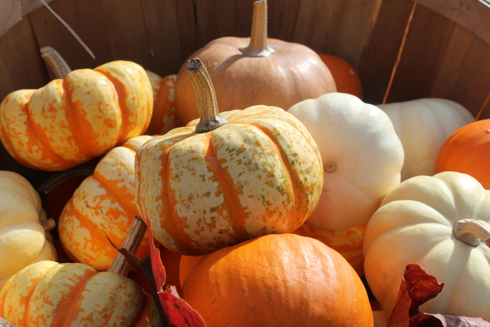 Canon EOS 1200D (EOS Rebel T5 / EOS Kiss X70 / EOS Hi) sample photo. Pumpkin photography