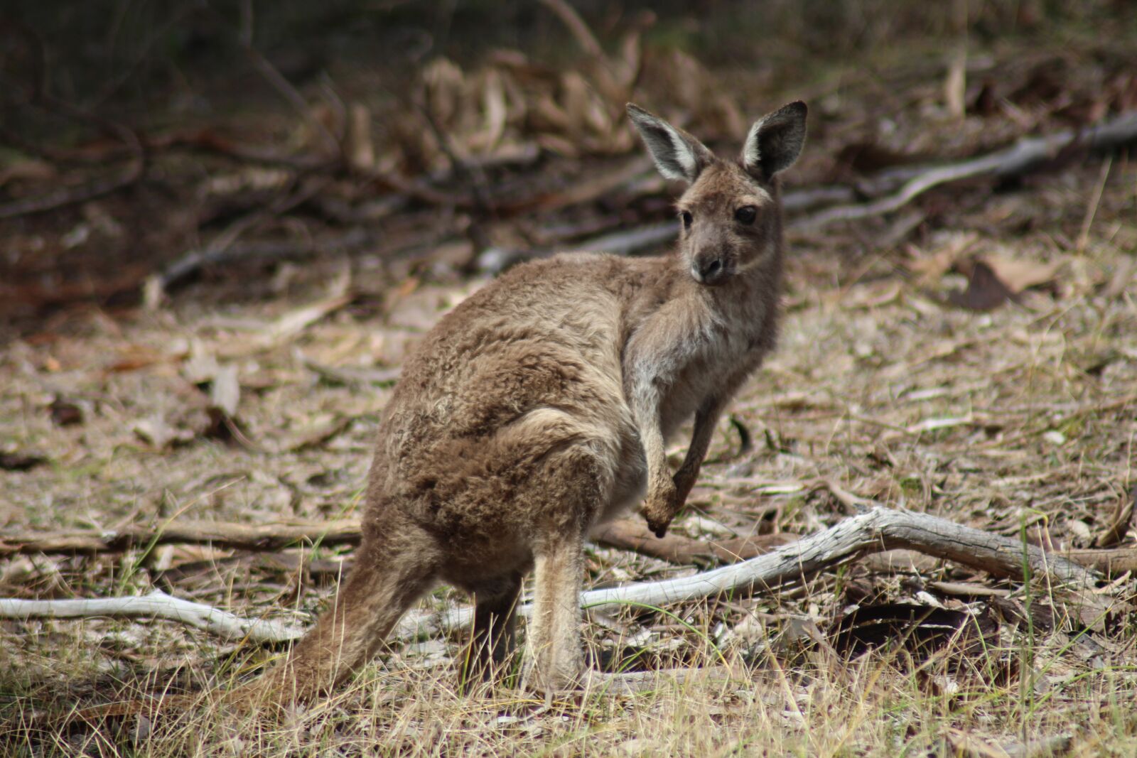 Canon EOS 700D (EOS Rebel T5i / EOS Kiss X7i) sample photo. Kangaroo, marsupial, wild photography