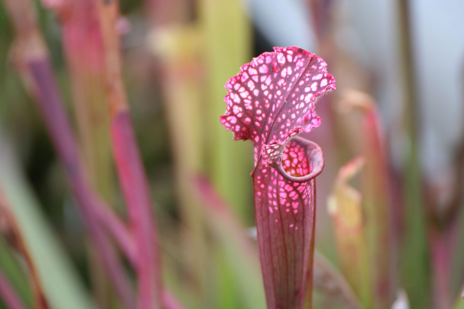 Canon EOS 350D (EOS Digital Rebel XT / EOS Kiss Digital N) sample photo. Venus, carnivorous, nature photography