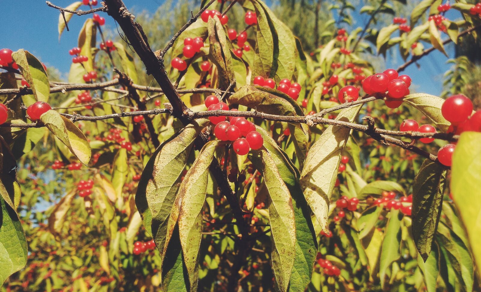 Meizu MX(040) sample photo. Red fruits, autumn, early photography