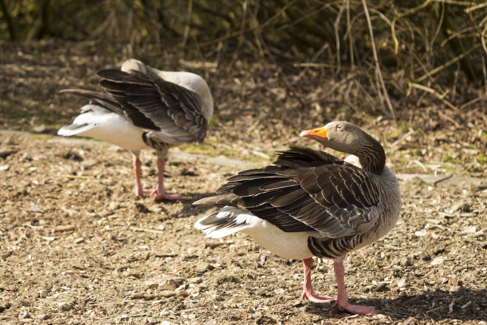 Canon EF 55-200mm F4.5-5.6 II USM sample photo. Bird, nature, animal world photography