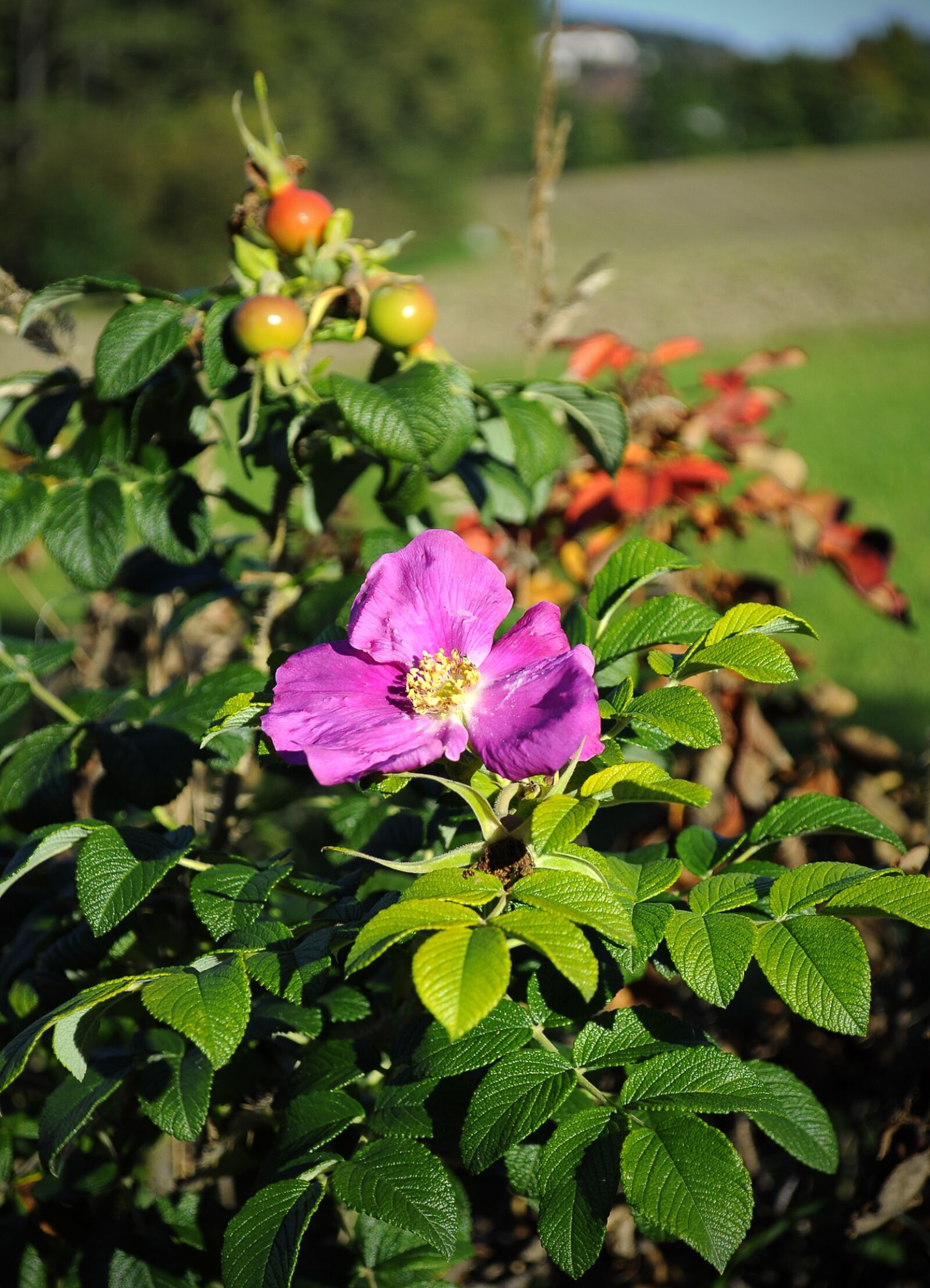 Nikon D5000 sample photo. Flower, spring, colors photography