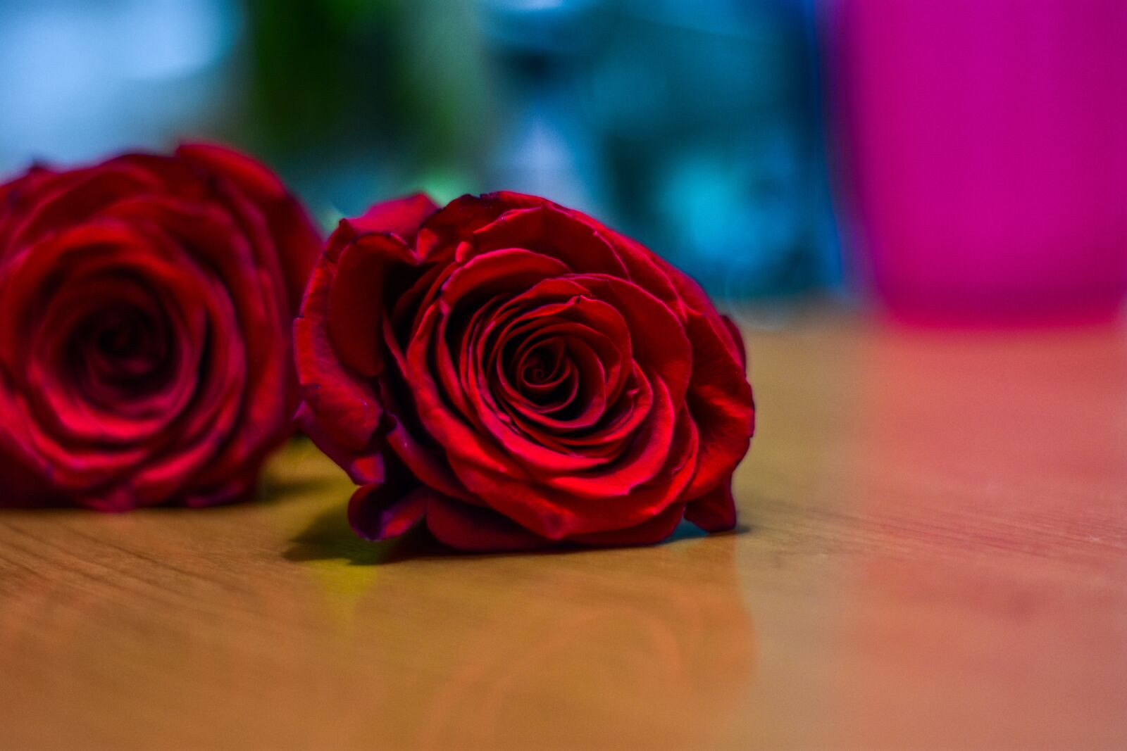Nikon D3400 sample photo. Rosa, approach, plant photography