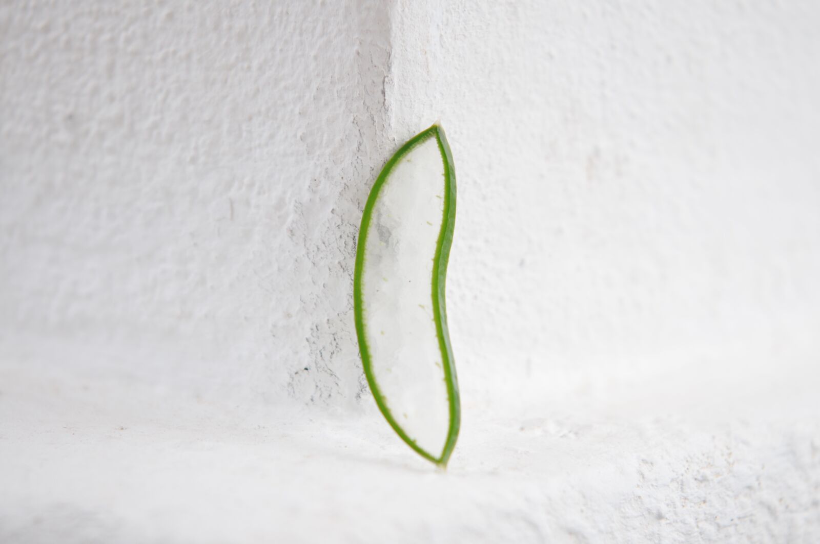 Nikon D300S sample photo. Aloe vera, aloe, leaf photography