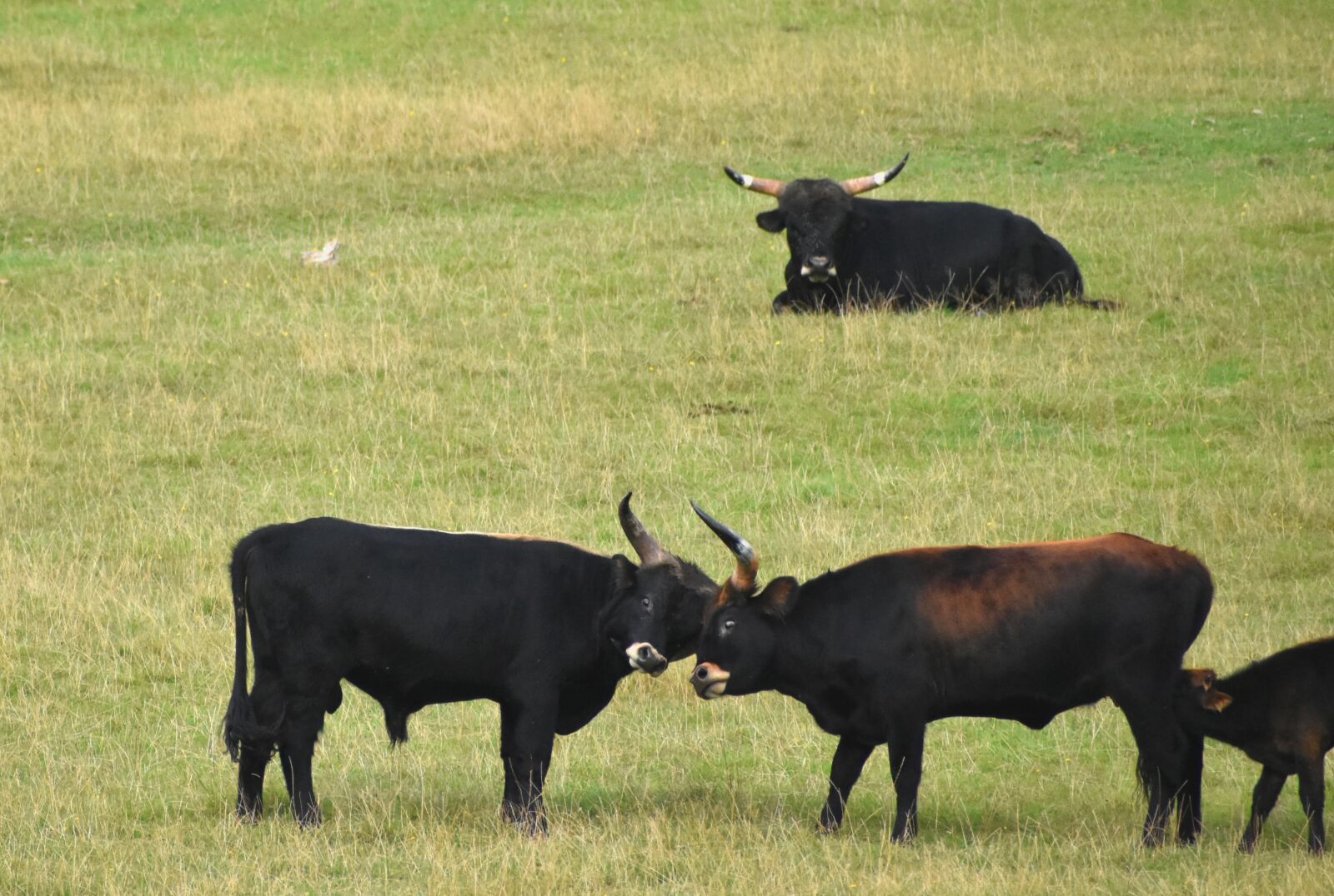 Nikon D5600 sample photo. Auroch, prairie, fight photography
