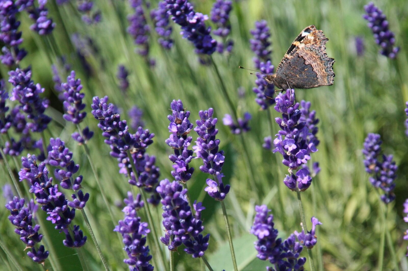 Canon EOS 350D (EOS Digital Rebel XT / EOS Kiss Digital N) sample photo. Lavender, butterfly, violet photography