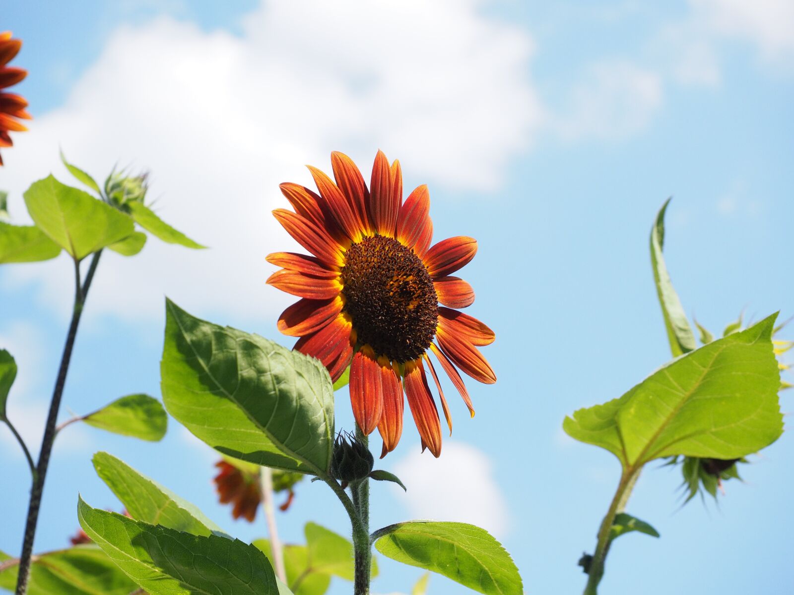 Olympus OM-D E-M1 + Olympus M.Zuiko Digital ED 12-40mm F2.8 Pro sample photo. Sunflower, red, plant photography
