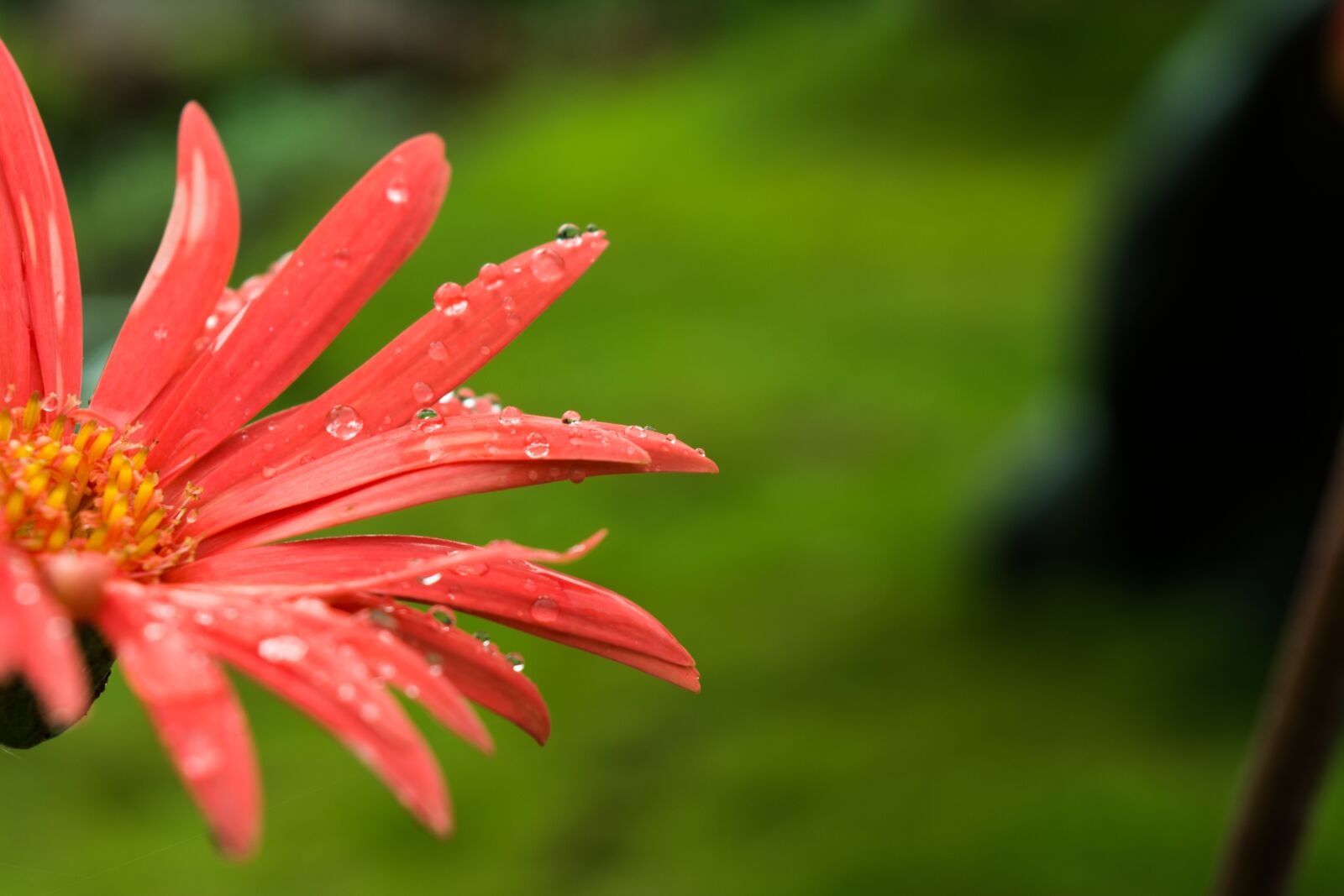 Nikon D5200 sample photo. Flower, macro, water drop photography