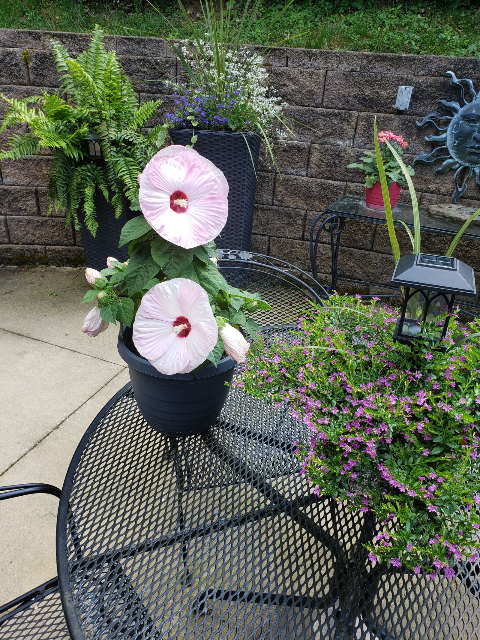 Samsung Galaxy Note9 sample photo. Hibiscus, luna hibiscus, potted photography