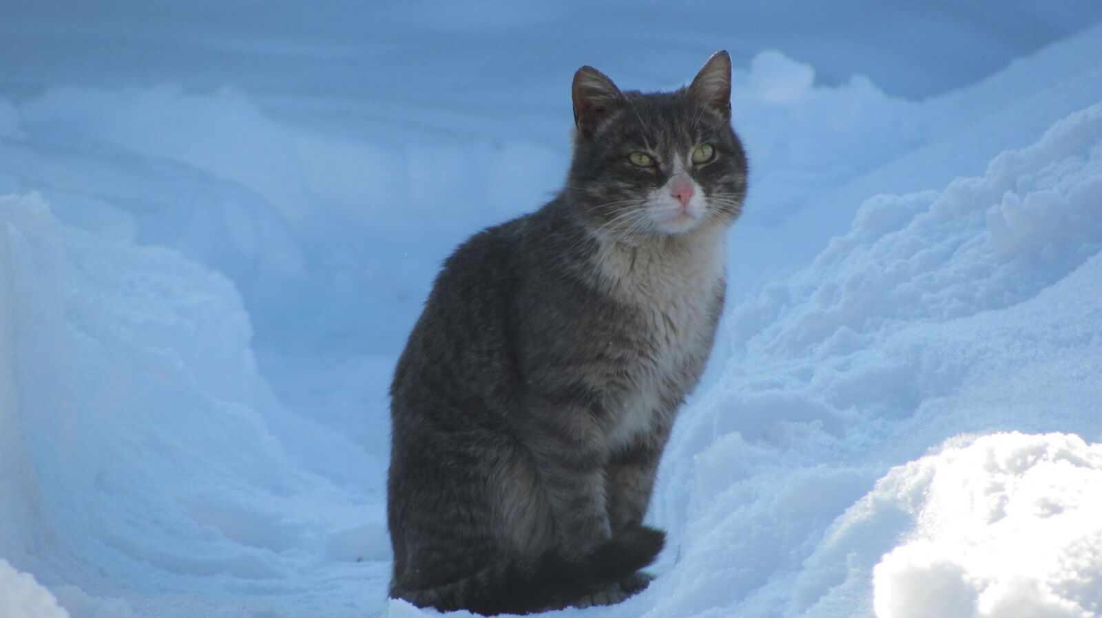 Canon PowerShot SX120 IS sample photo. The zaisan cat photography