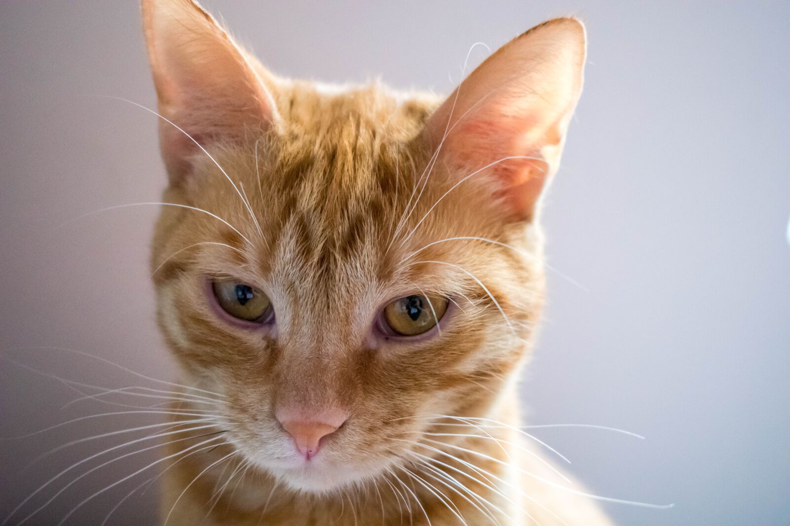 Nikon D3400 sample photo. Cat, eyes, pet photography