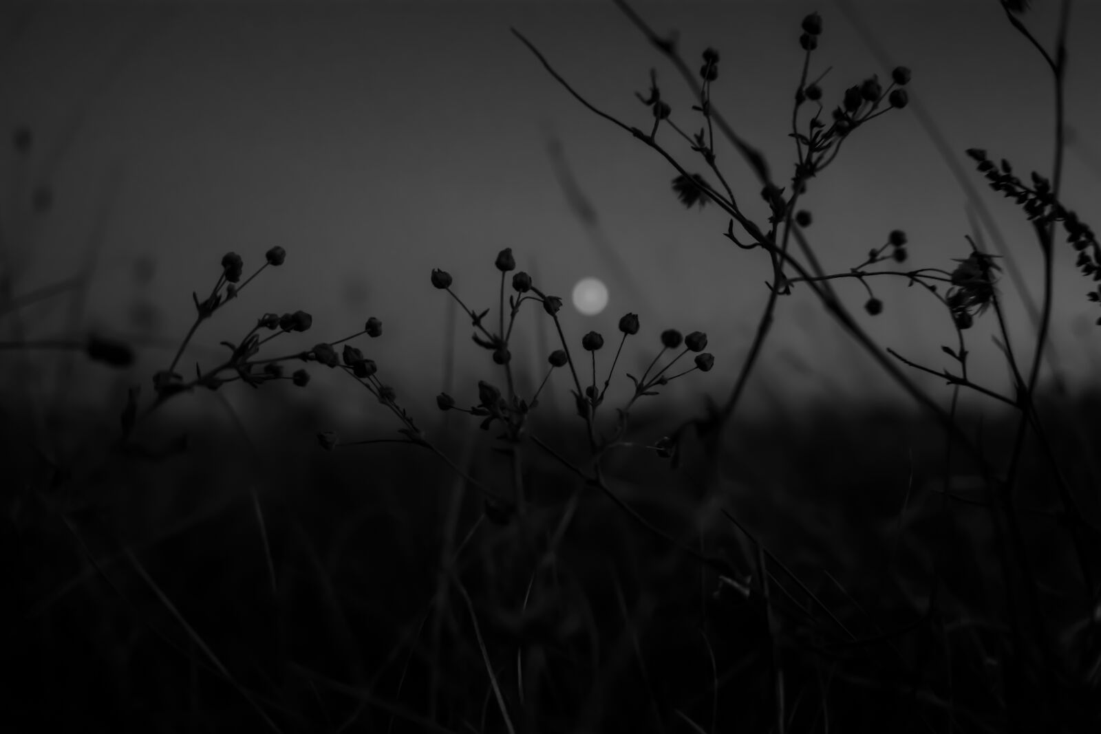 Nikon D7100 sample photo. Blurred, moon, through grass photography
