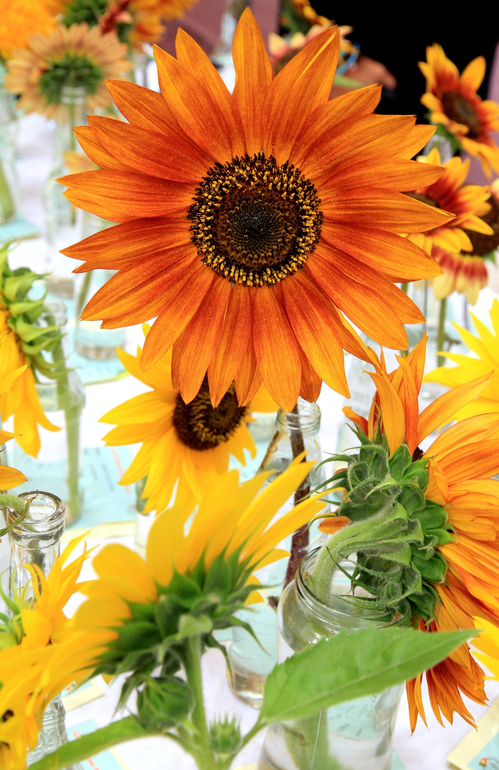 Canon EOS 7D sample photo. Sunflower, flower, display photography