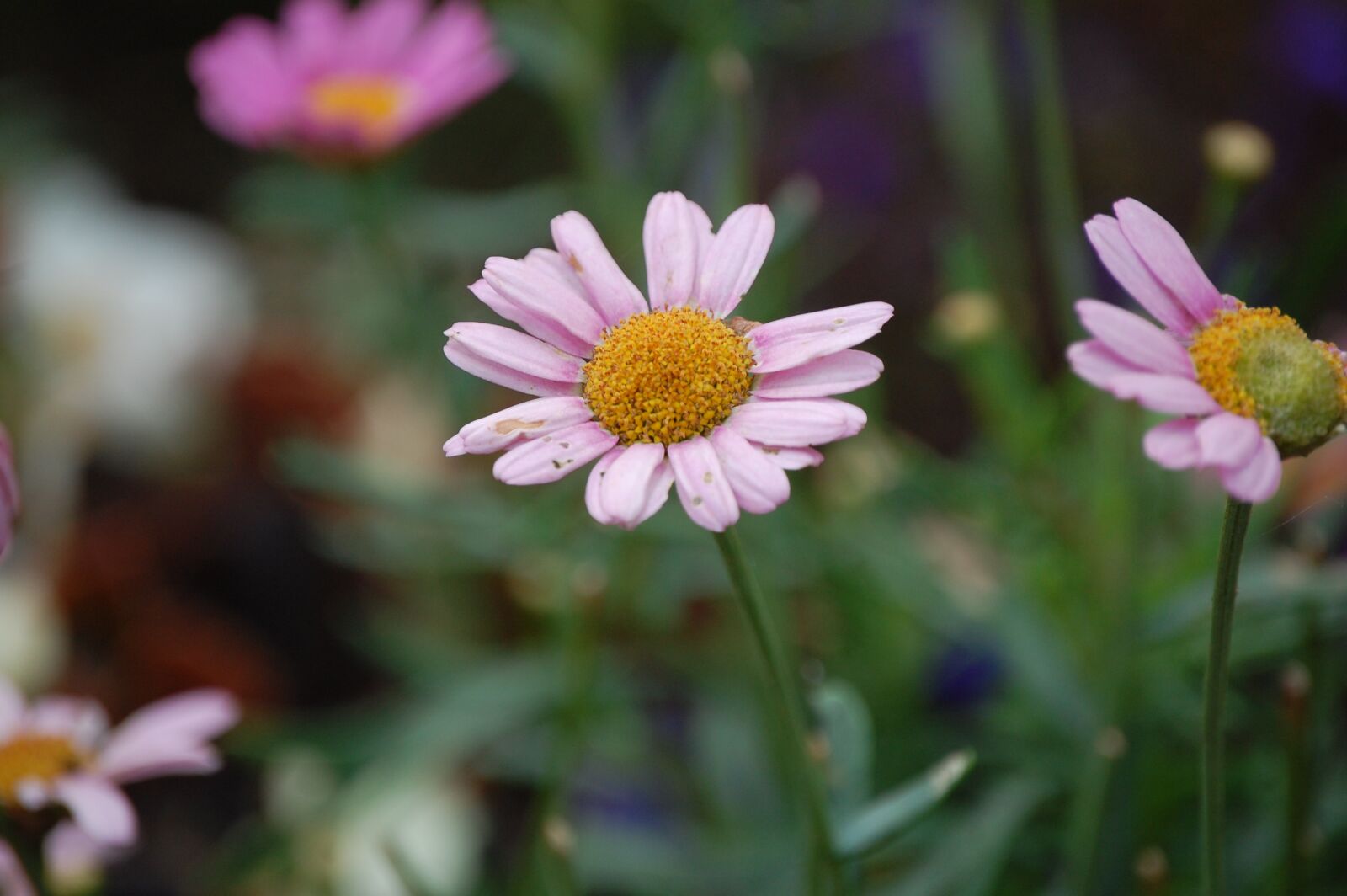 Nikon D40 sample photo. Flower, nature, plant photography