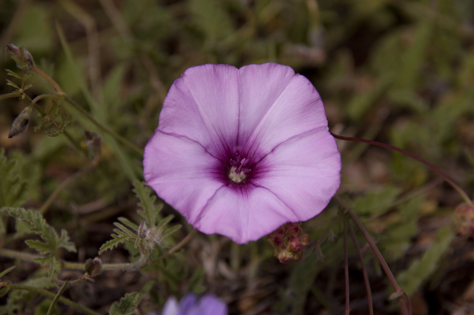 Nikon D50 sample photo. Flower, blossom, nature photography